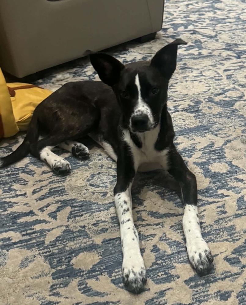 Dandelion, a Adoptable mixed breed in South Bend, IN image 3/3