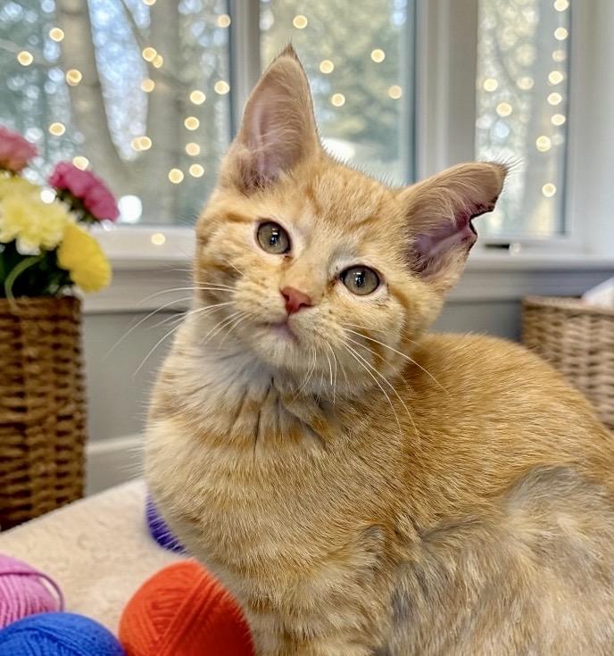 Enlarge Milo - KITTEN, an adopted Domestic Short Hair in Perry, IA image 1/4