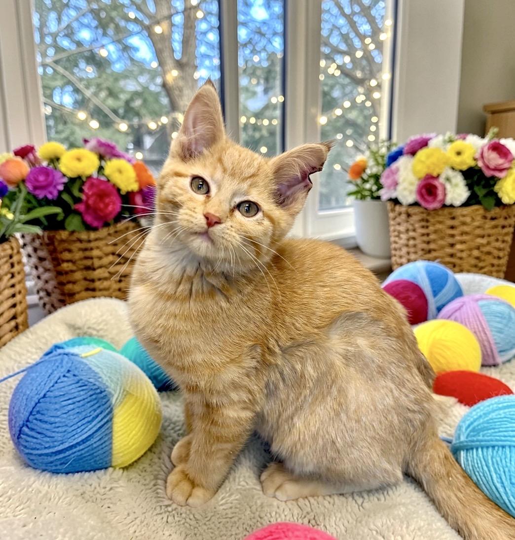 Enlarge Milo - KITTEN, an adopted Domestic Short Hair in Perry, IA image 4/4