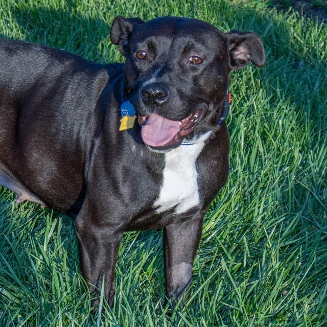 HAZELNUT, Adoptable, Adult Female Staffordshire Bull Terrier & Labrador Retriever.