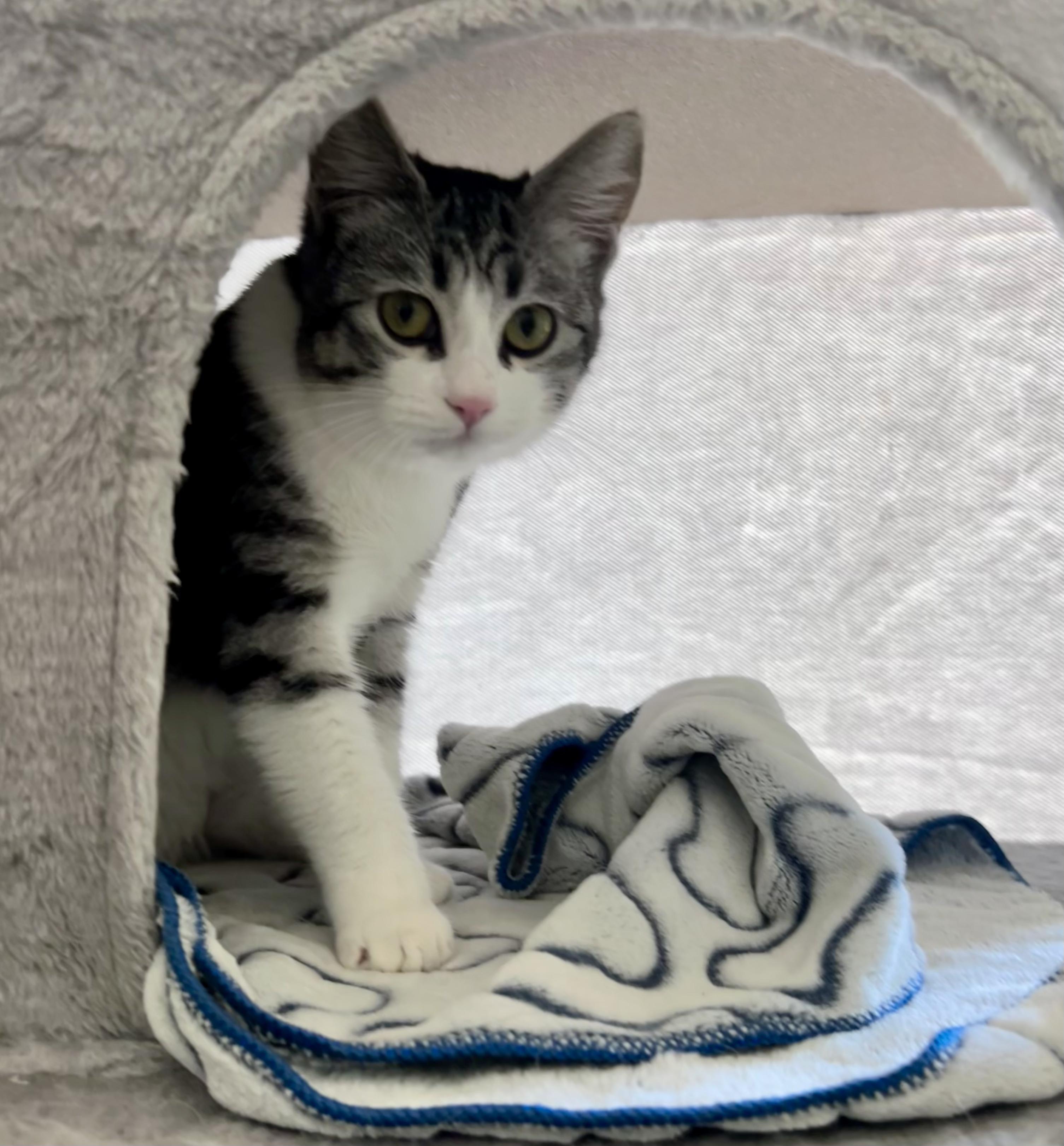 Enlarge Queso - Adoption Pending, a Adoptable mixed breed in Etobicoke, ON image 5/6