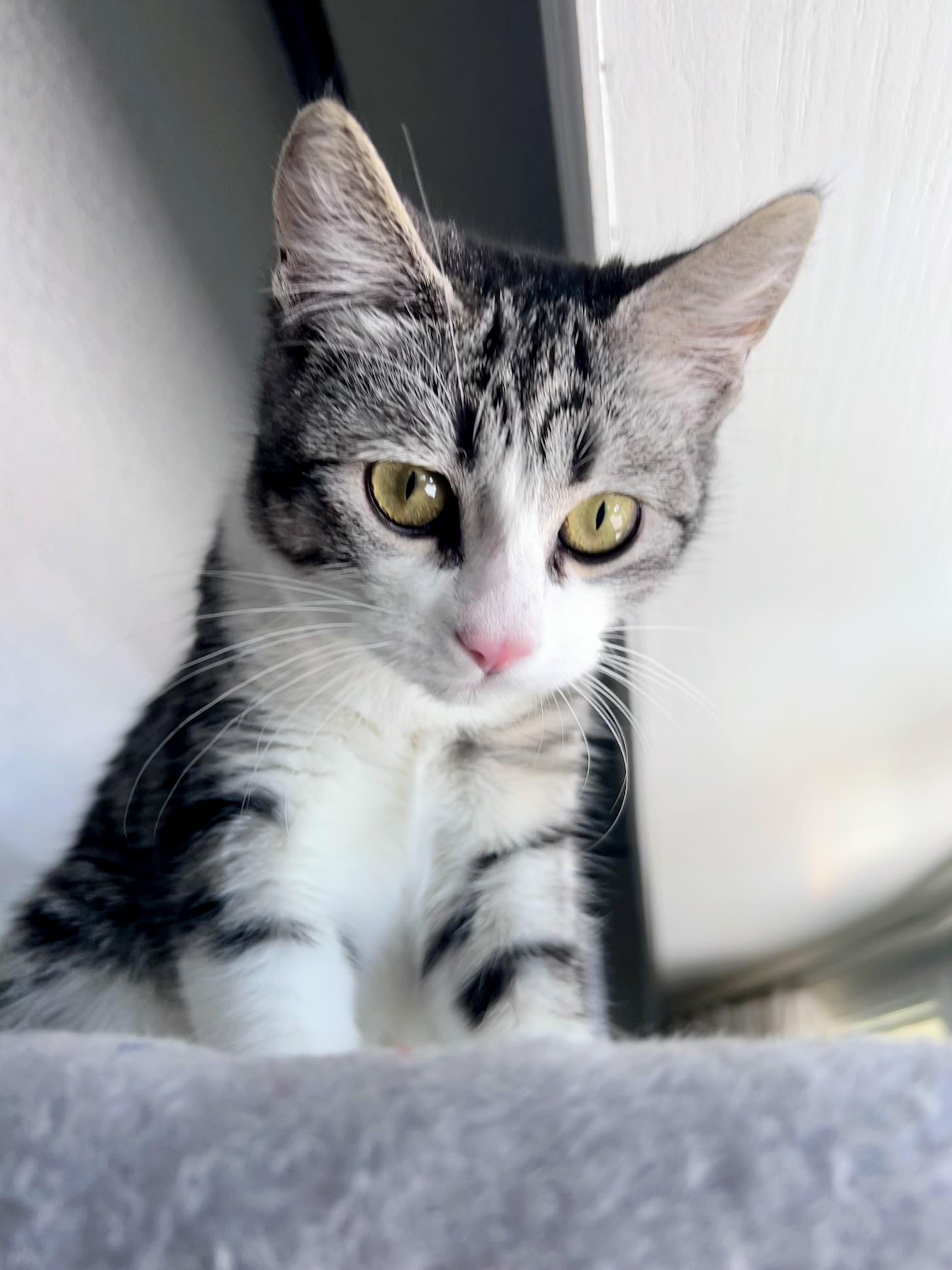 Enlarge Queso - Adoption Pending, a Adoptable mixed breed in Etobicoke, ON image 6/6