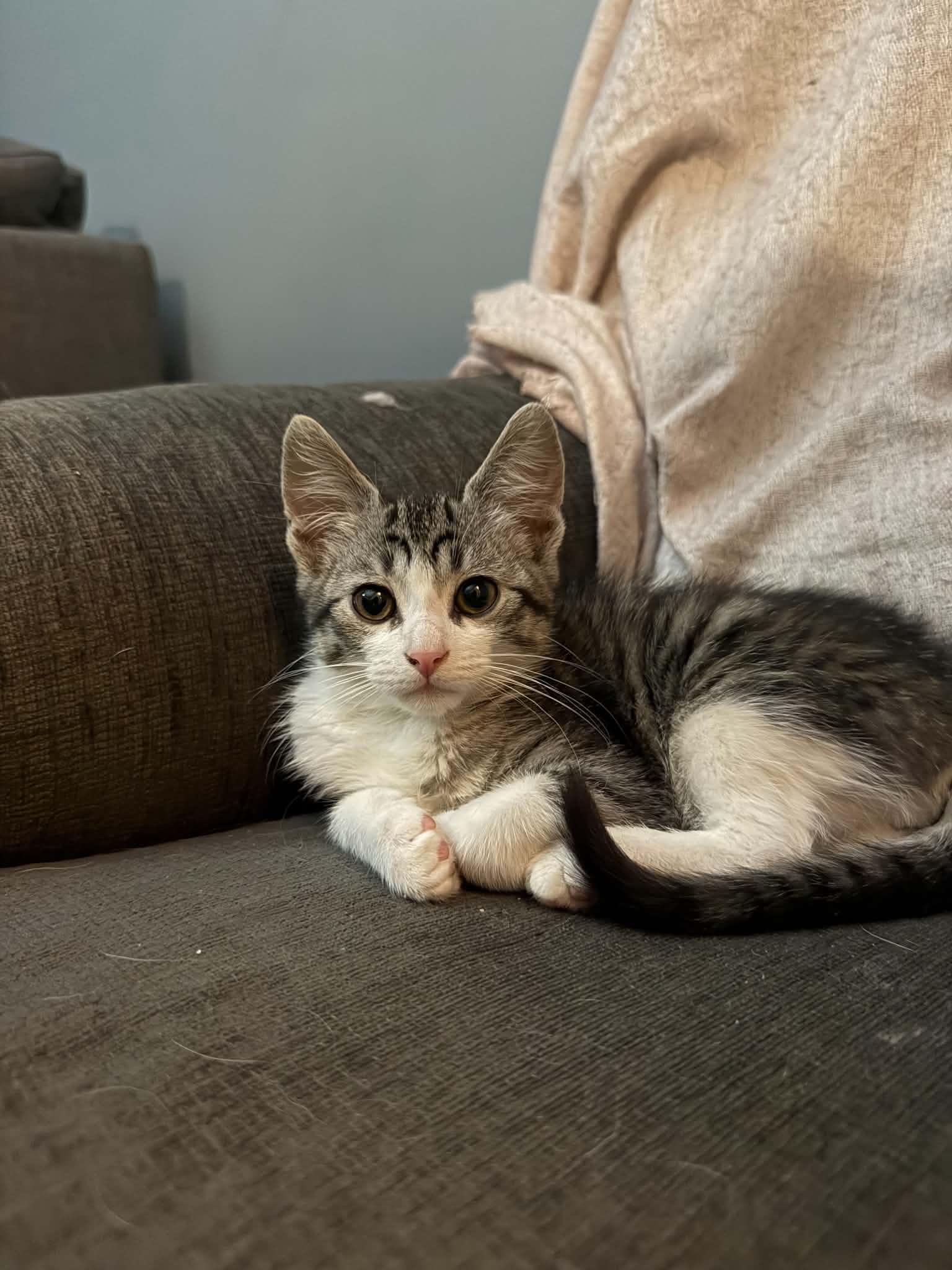 Queso, an adoptable mixed breed in Etobicoke, ON image 2/6