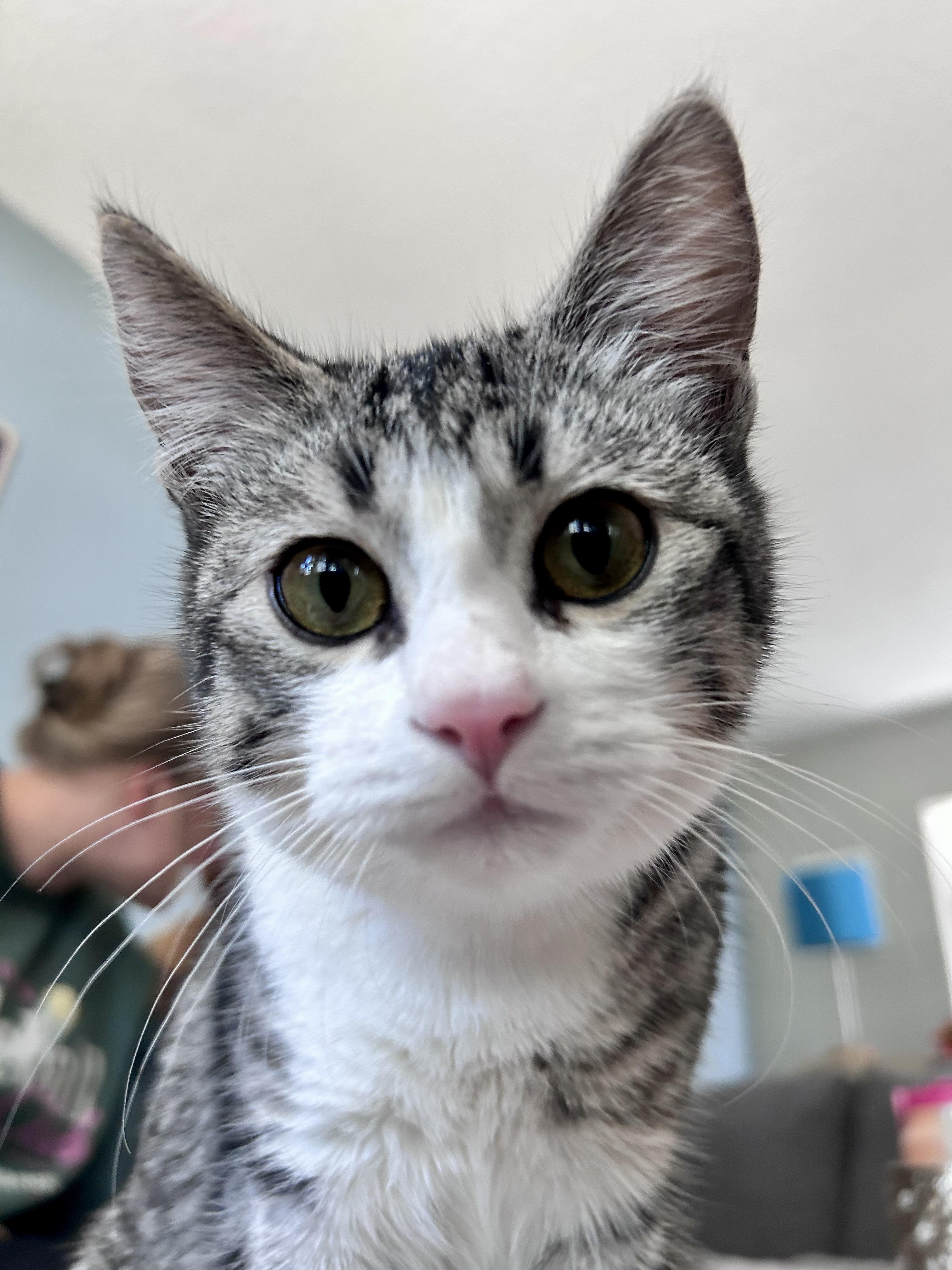 Enlarge Queso - Adoption Pending, a Adoptable mixed breed in Etobicoke, ON image 1/6