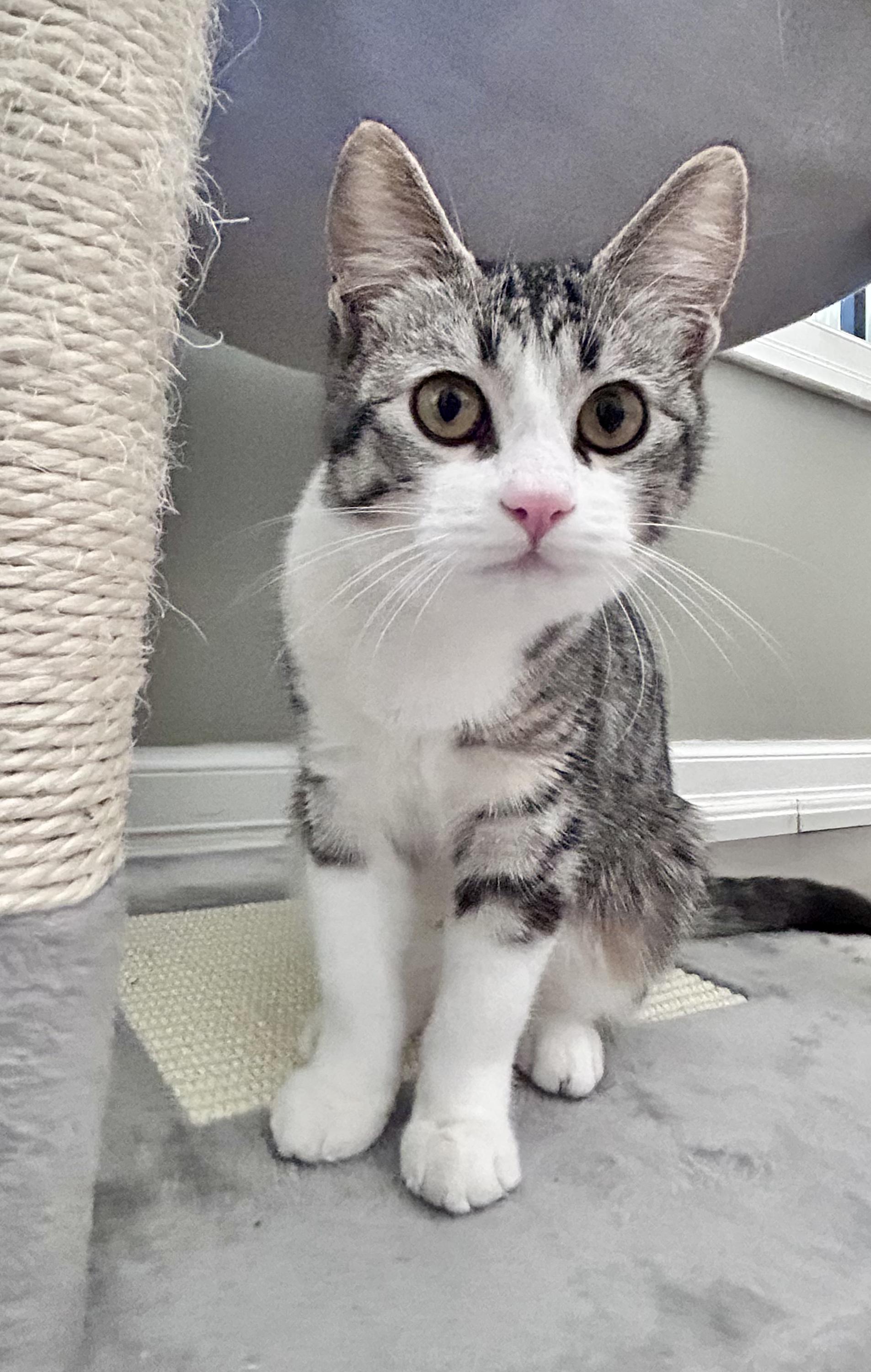 Enlarge Queso - Adoption Pending, a Adoptable mixed breed in Etobicoke, ON image 3/6