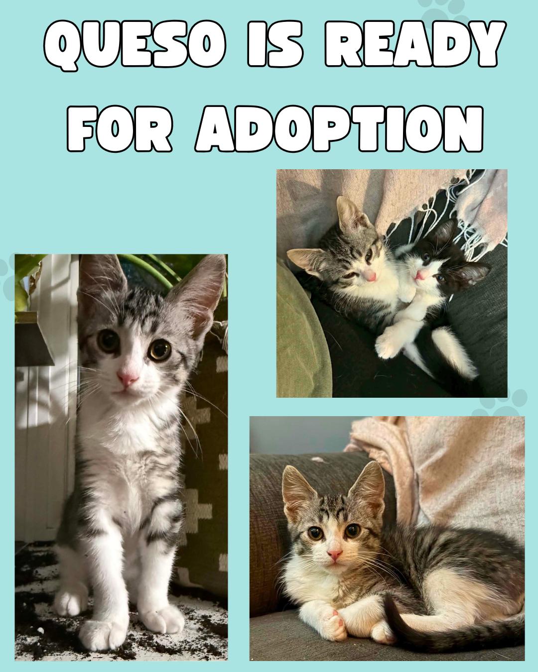 Queso, an adoptable mixed breed in Etobicoke, ON image 3/6