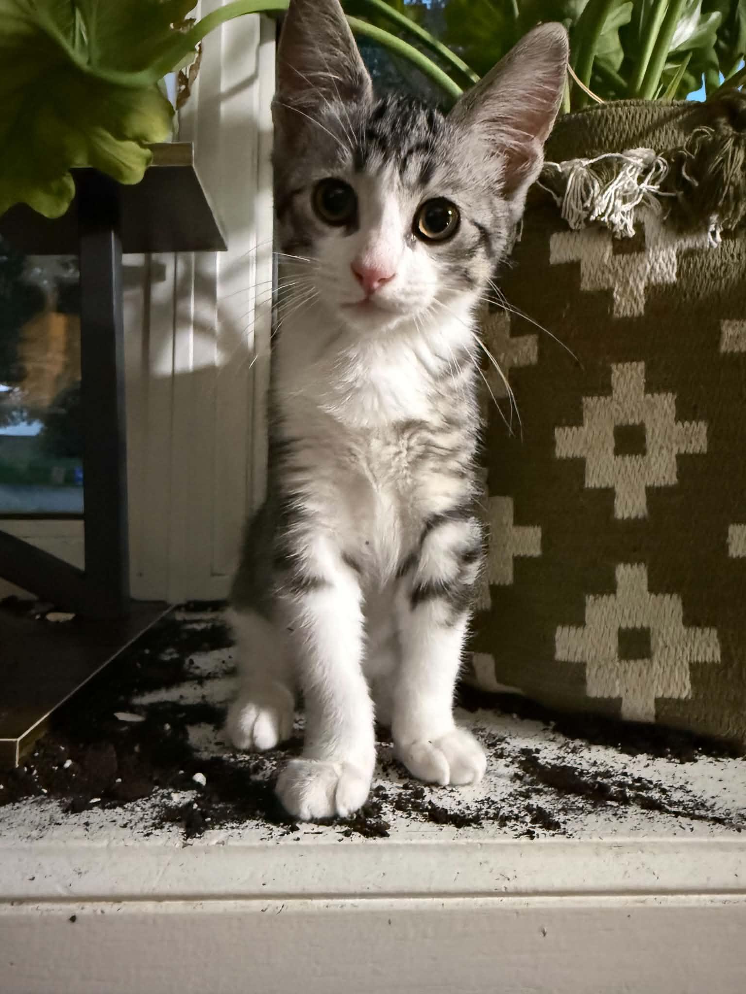 Queso, adoptable, Kitten Male Tabby.