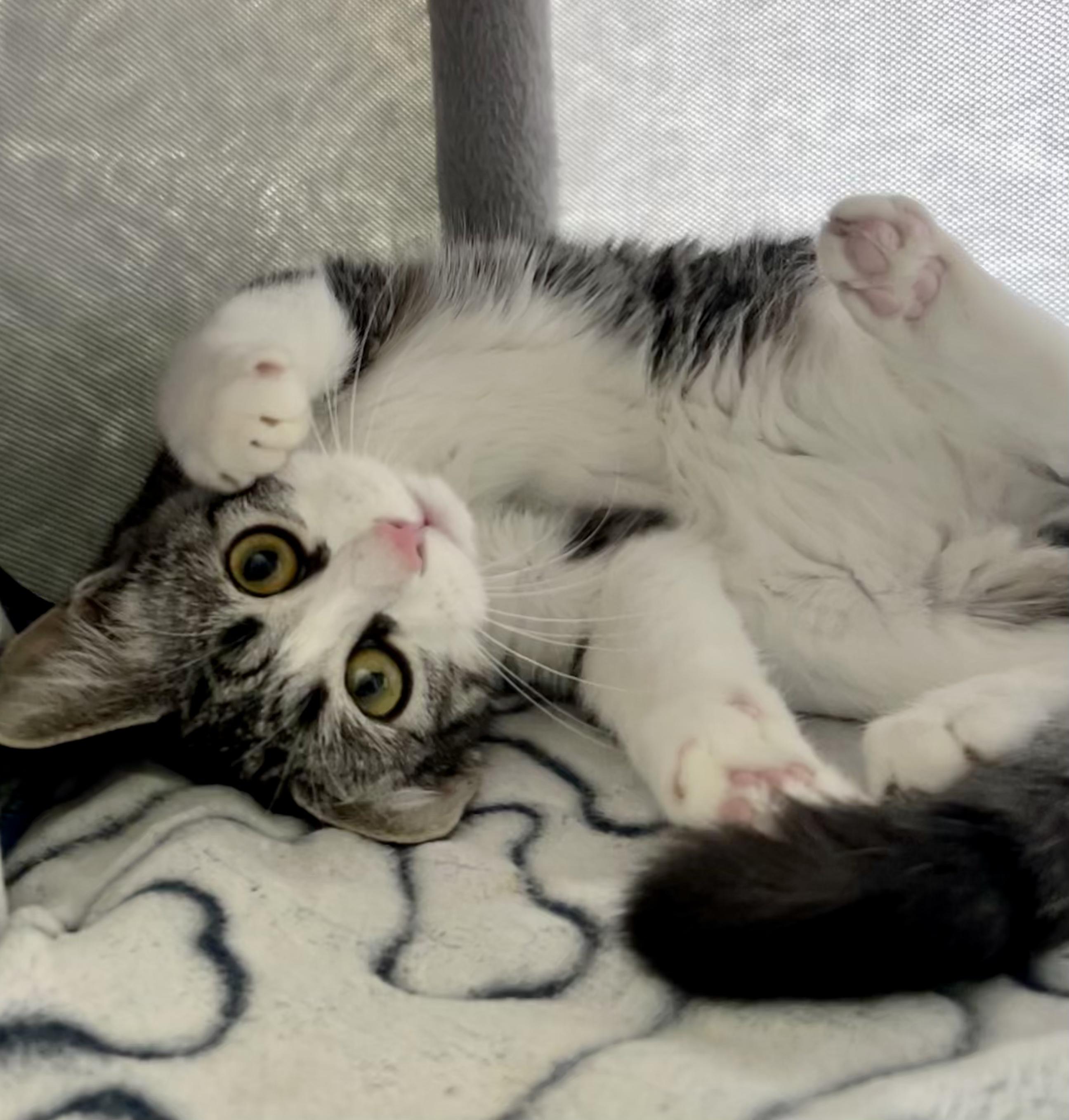 Enlarge Queso - Adoption Pending, a Adoptable mixed breed in Etobicoke, ON image 4/6