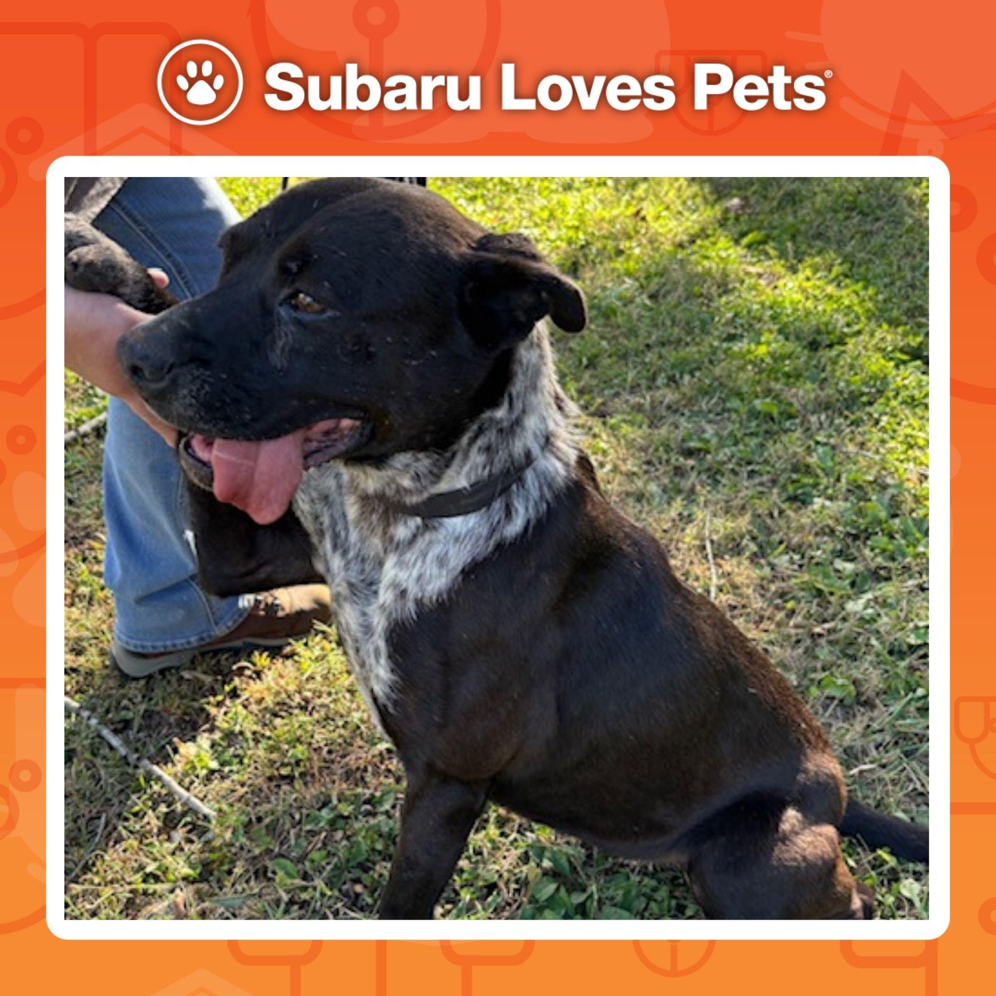 Luna, a Adoptable mixed breed in Harrison, AR image 1/2