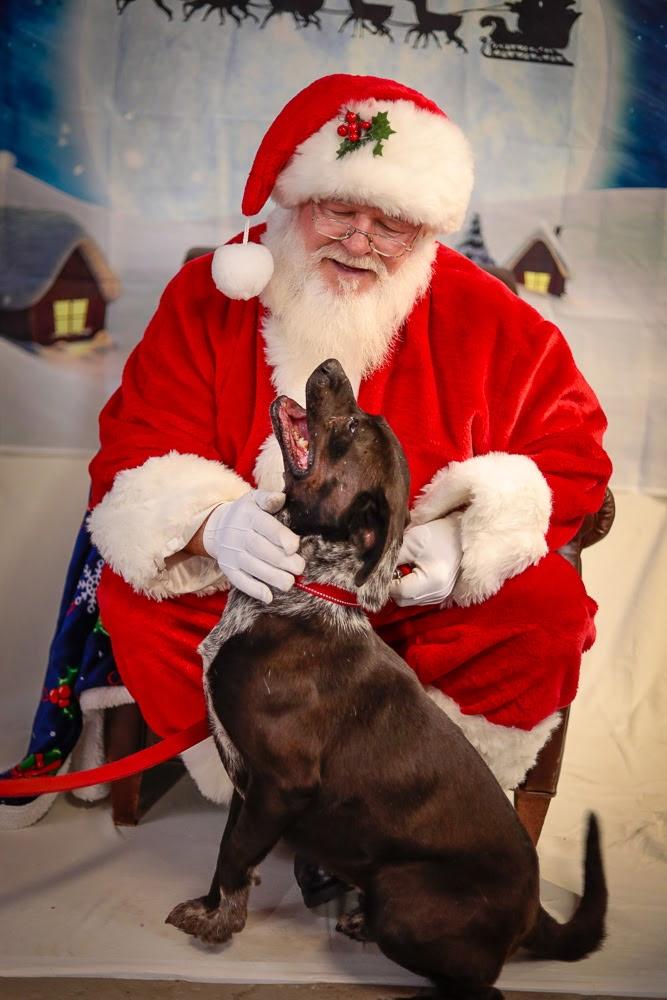 Luna, an adopted mixed breed in Harrison, AR image 3/3