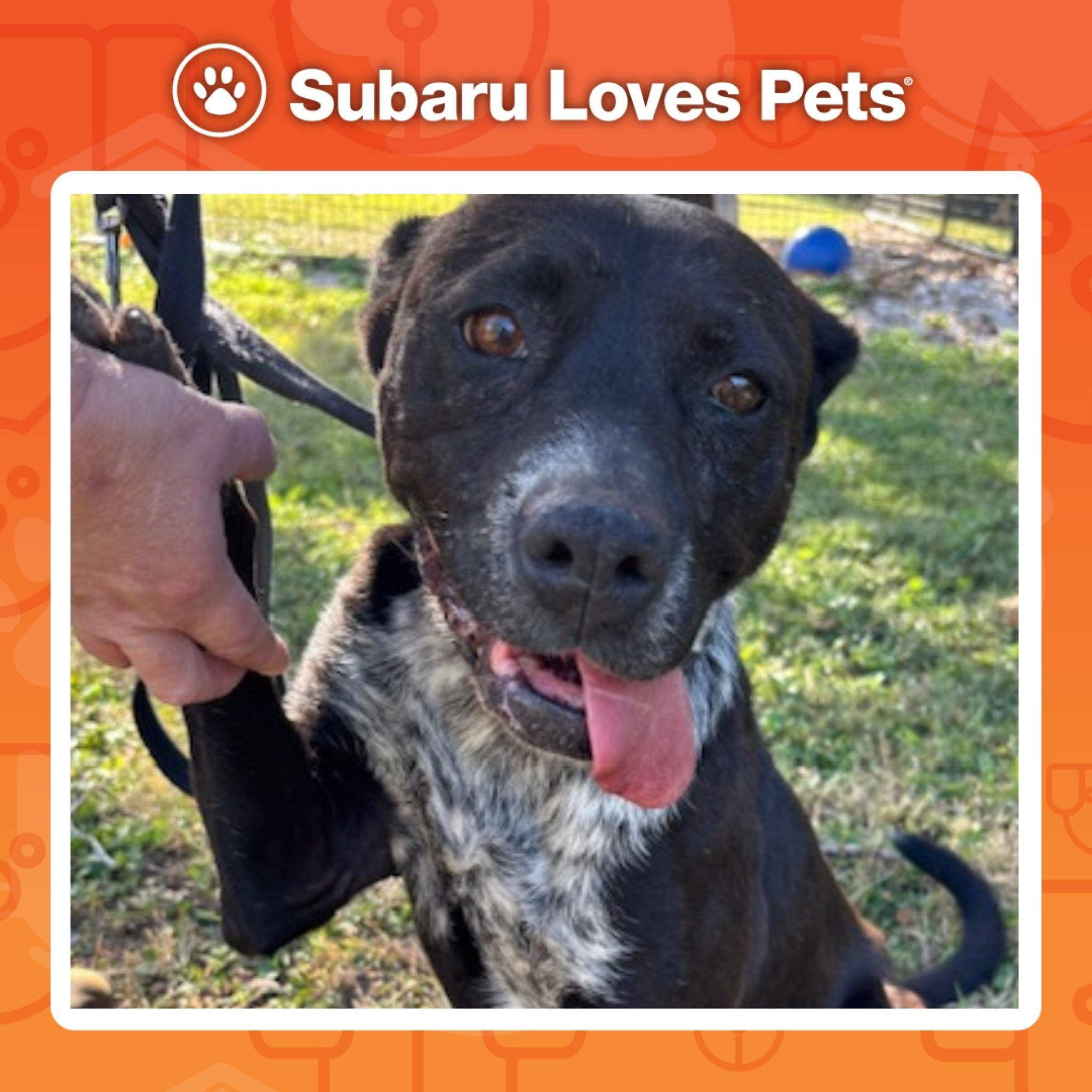 Luna, a Adoptable mixed breed in Harrison, AR image 2/2