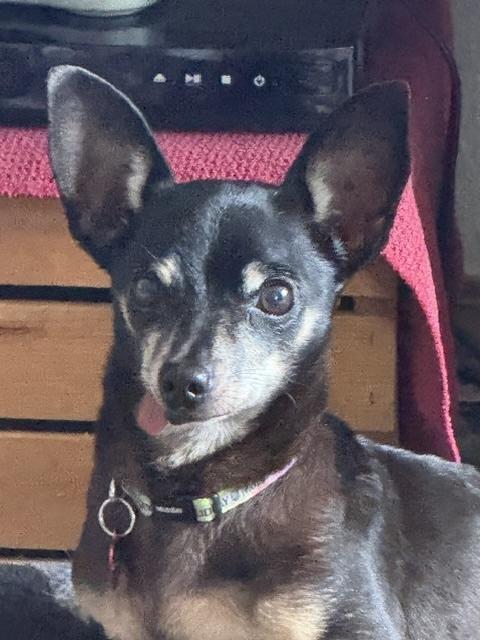 Enlarge Crickett, a Adopted mixed breed in Silvana, WA image 1/2