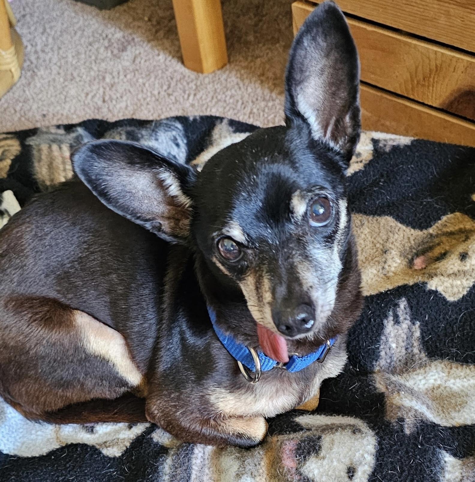 Crickett, Adoptable, Senior Male Chihuahua.