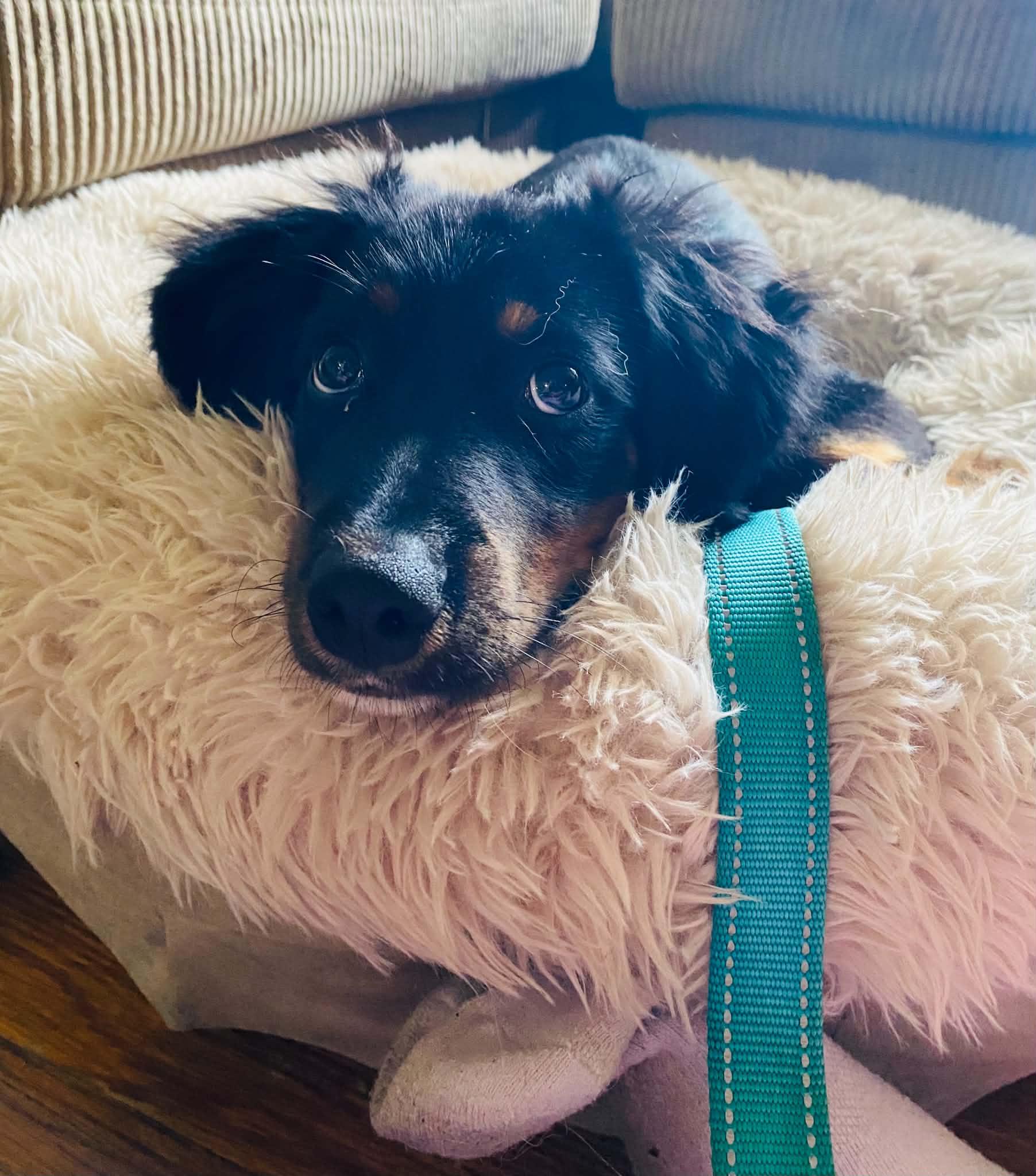 Cocoa, ADOPTABLE, Puppy Female Shepherd.