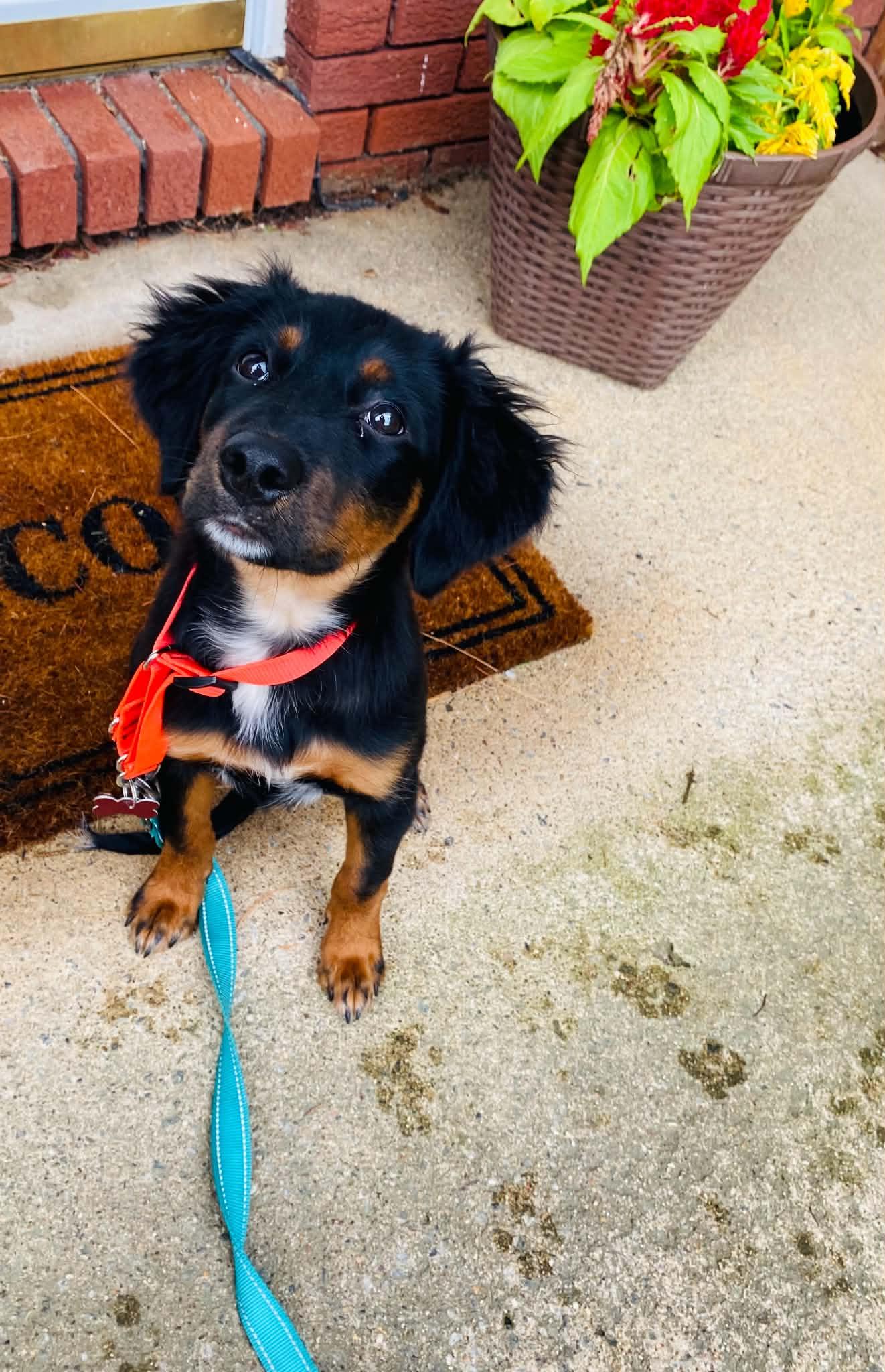 Cocoa, a ADOPTABLE Shepherd in Succasunna, NJ image 2/5