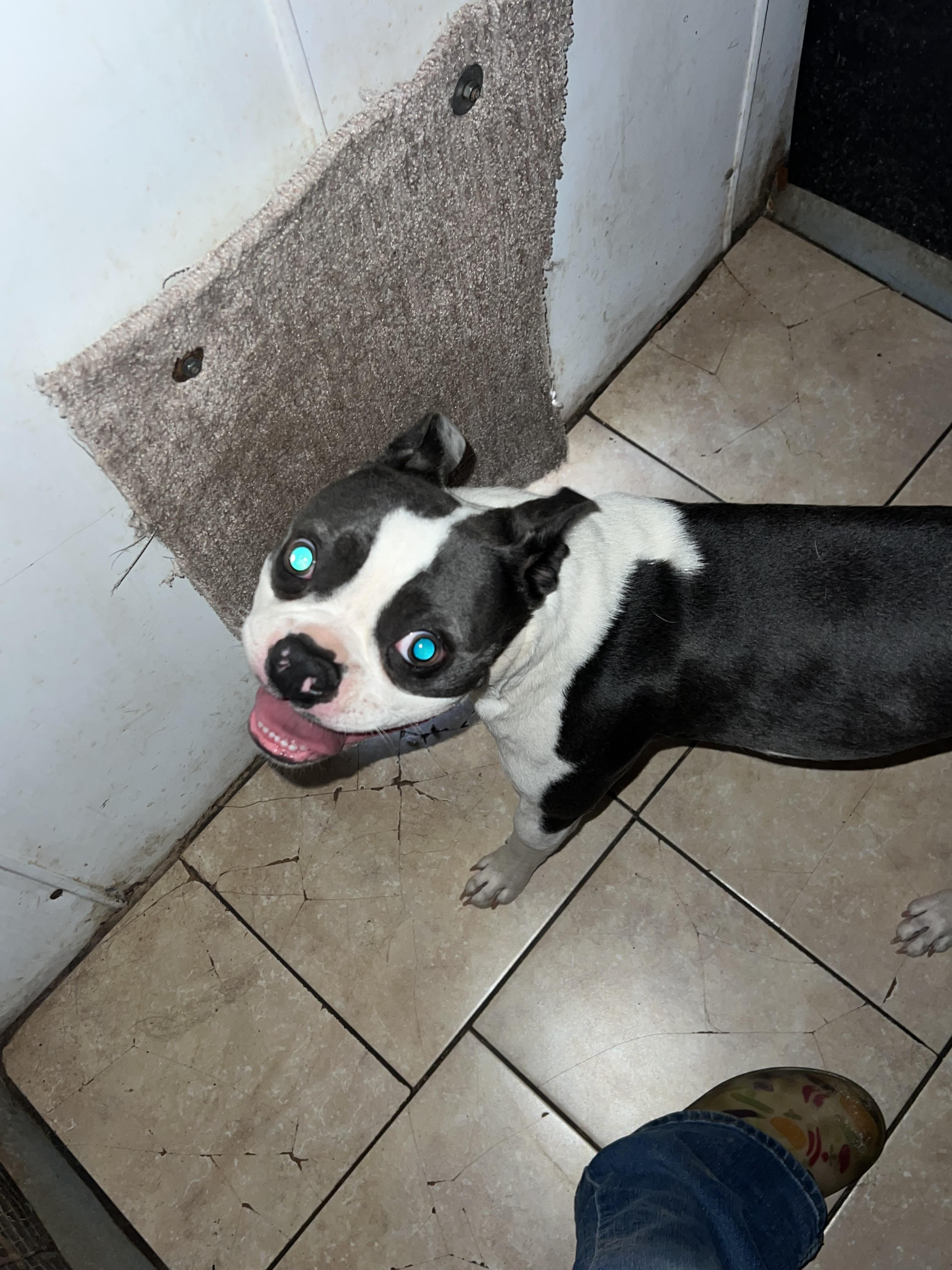 Enlarge Turbo, an adopted Boston Terrier in Carnegie, OK image 2/4