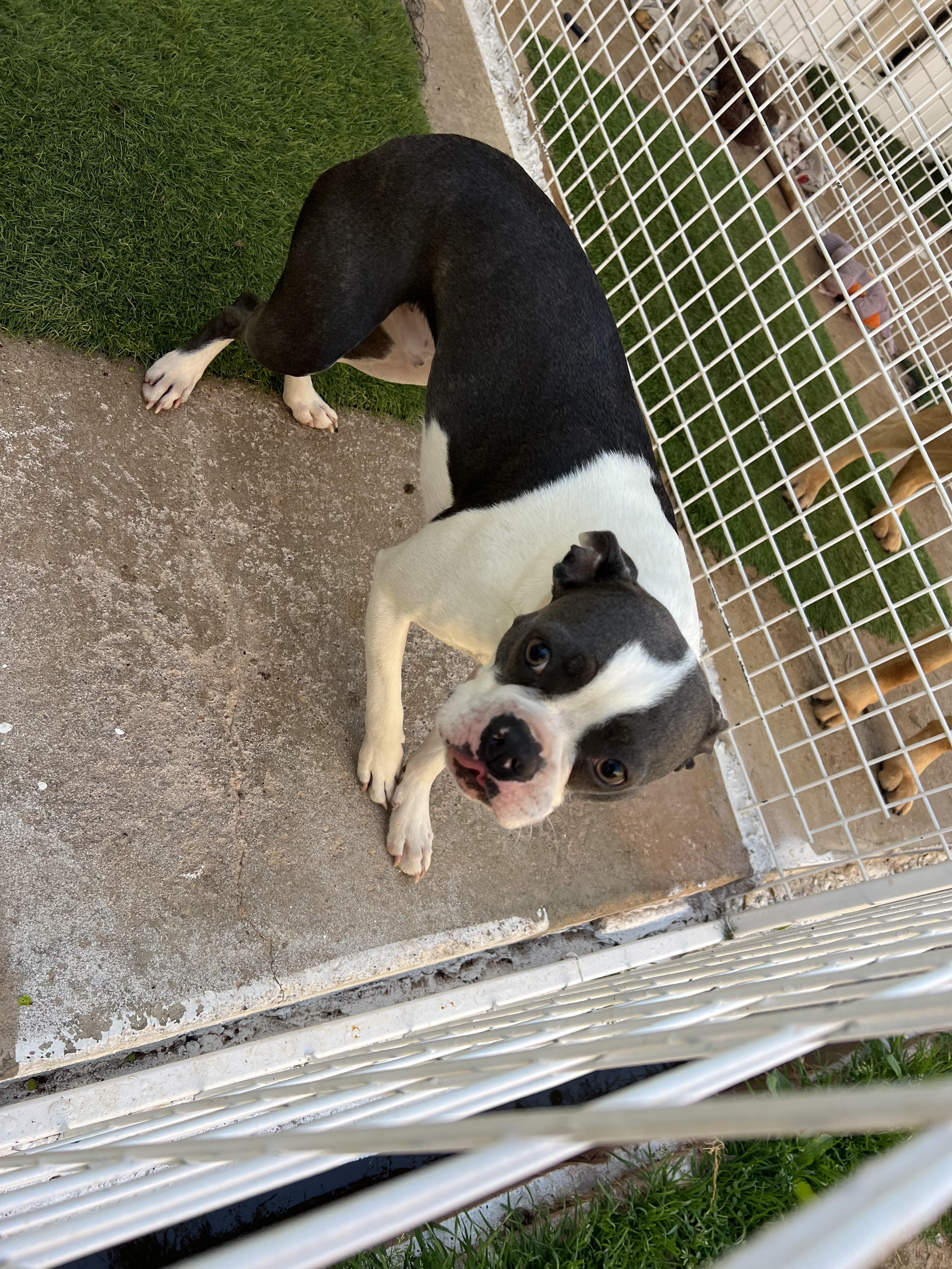 Enlarge Turbo, an adopted Boston Terrier in Carnegie, OK image 1/4