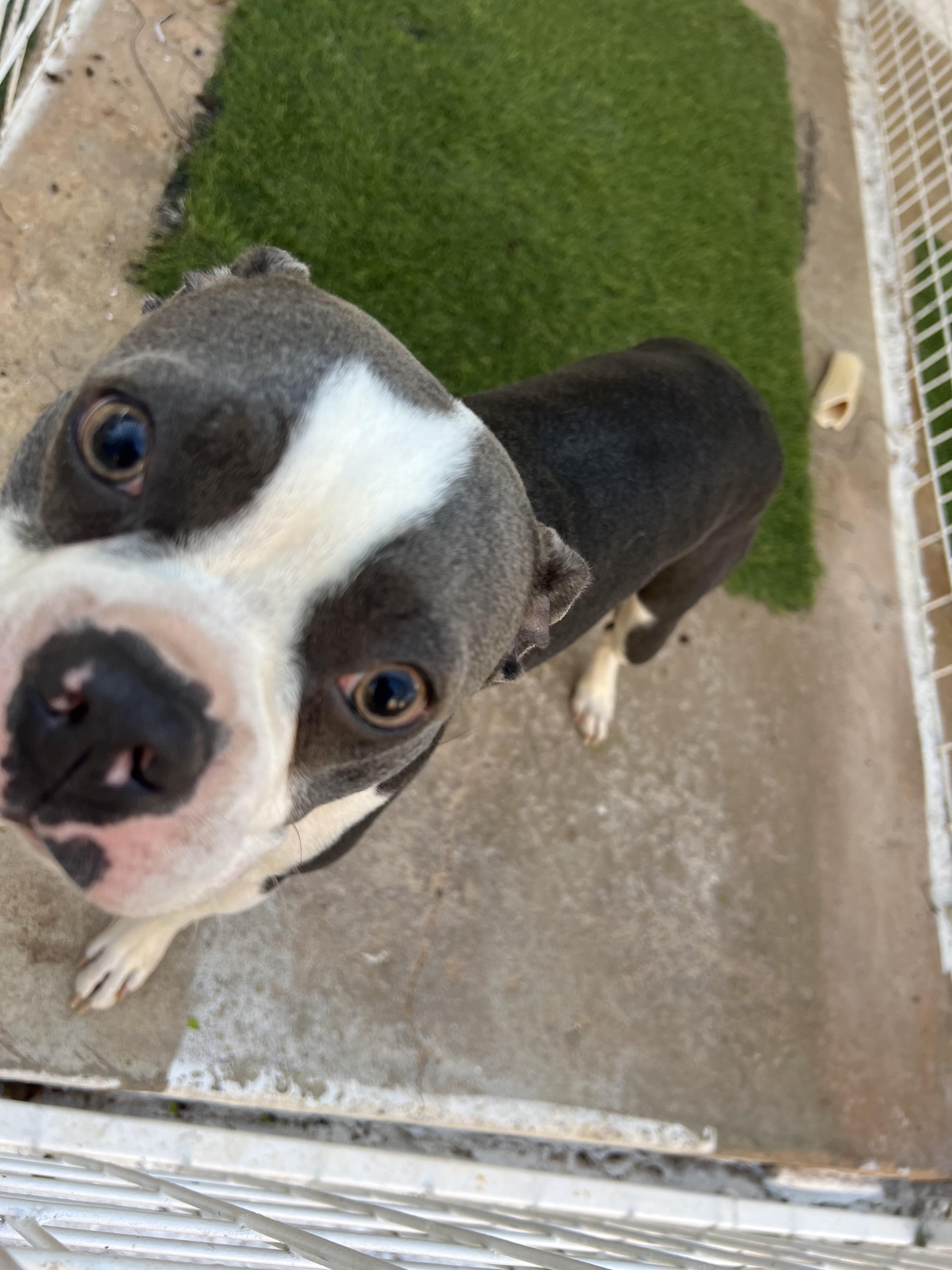 Enlarge Turbo, an adopted Boston Terrier in Carnegie, OK image 4/4