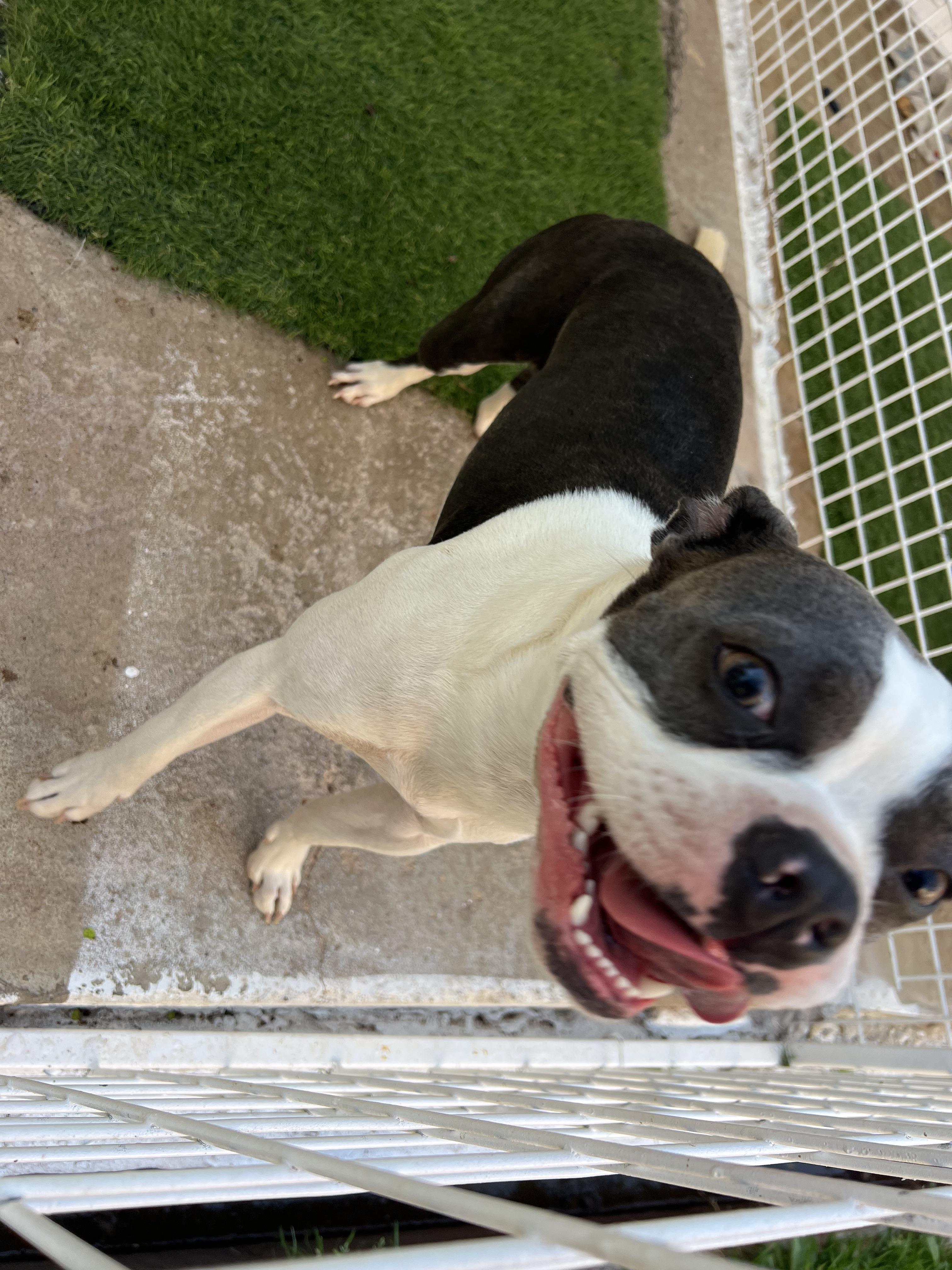 Enlarge Turbo, an adopted Boston Terrier in Carnegie, OK image 3/4