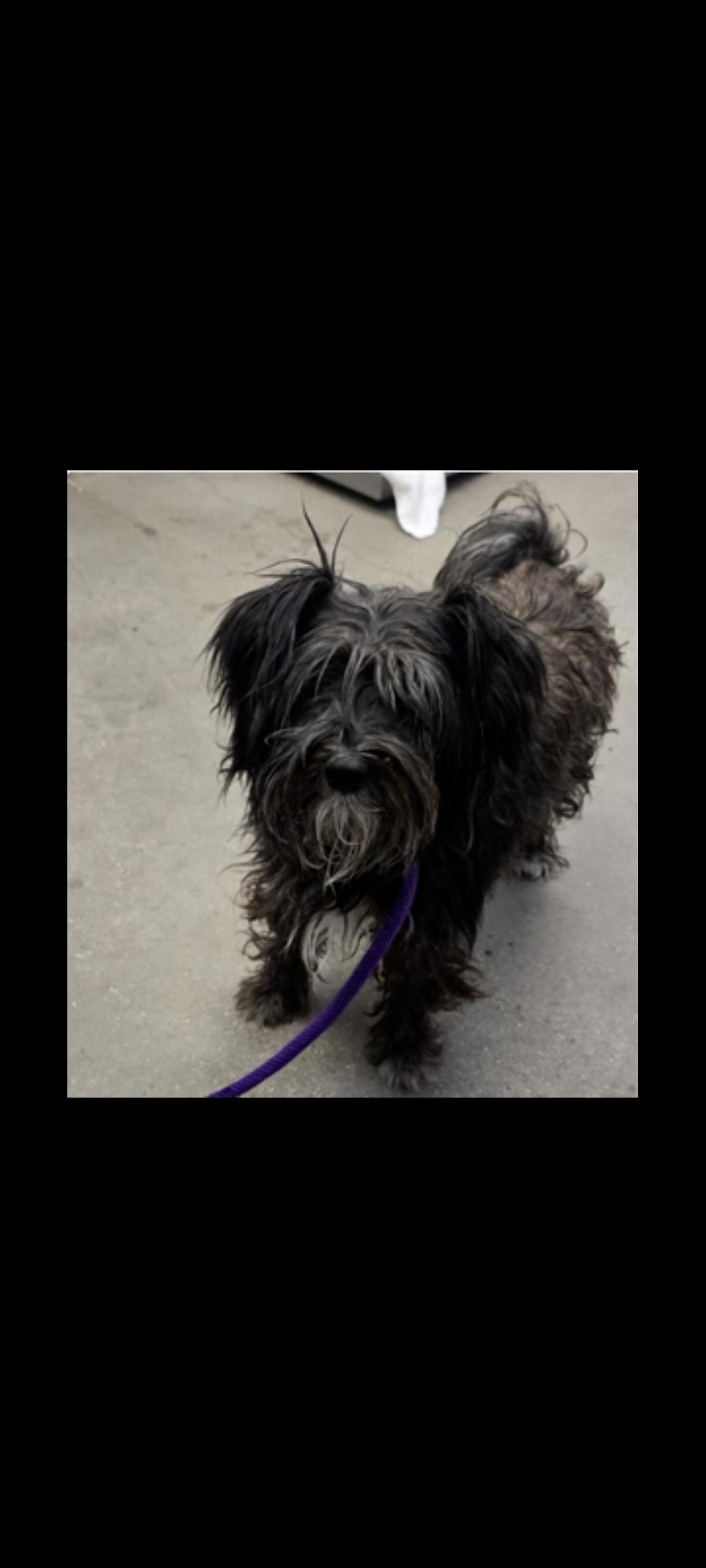 Baby, Adoptable, Adult Female Terrier.