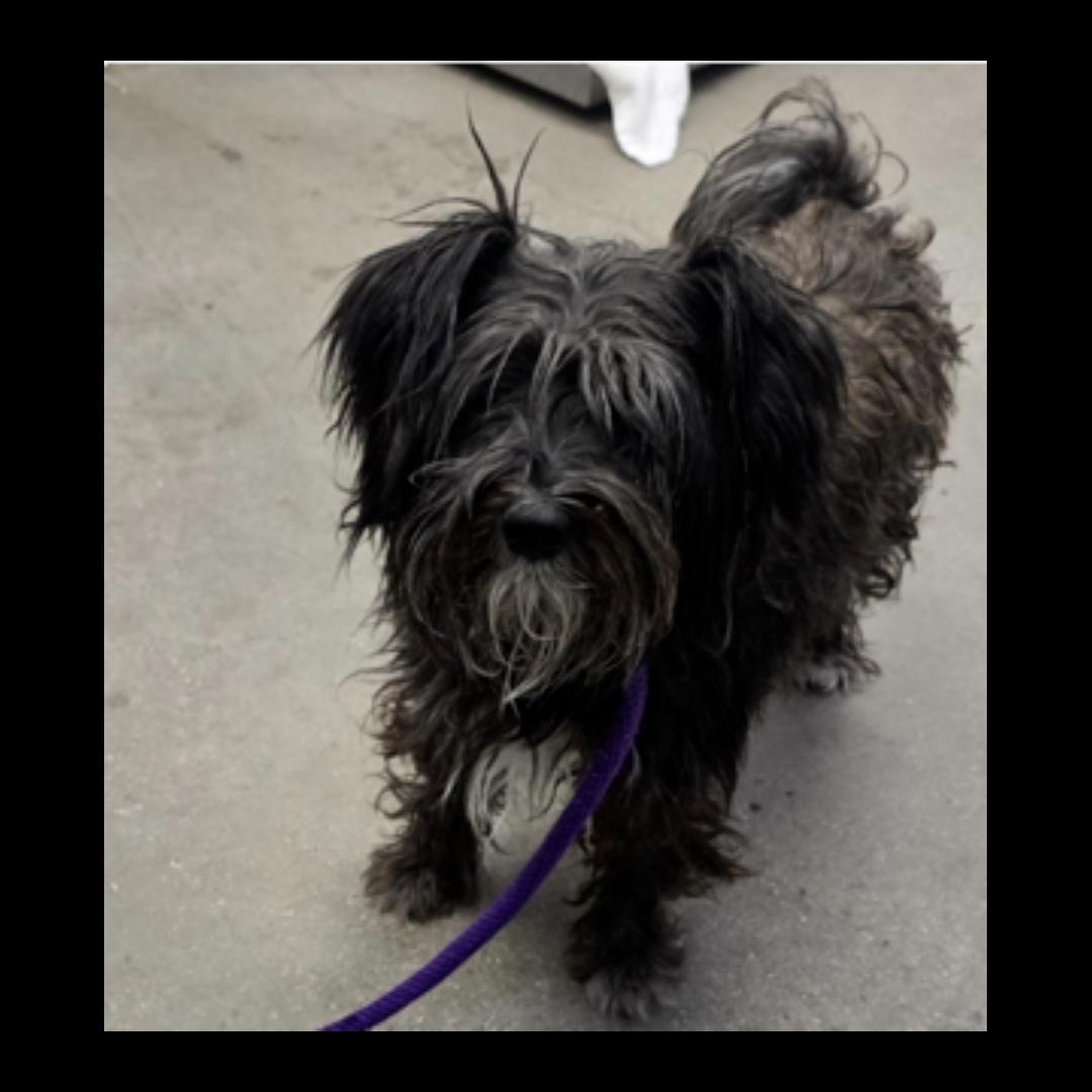 Baby, a Adoptable mixed breed in Tucson, AZ image 2/2