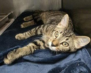 CA 114 Peg, Adoptable, Young Male Domestic Short Hair.