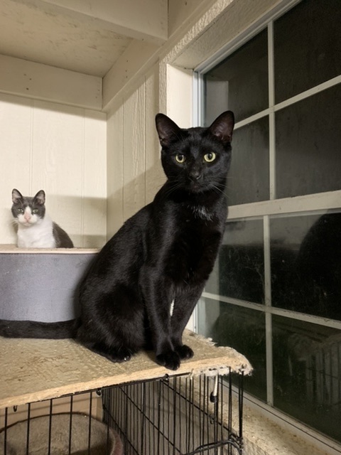 Bennie, a Adoptable mixed breed image 2/6