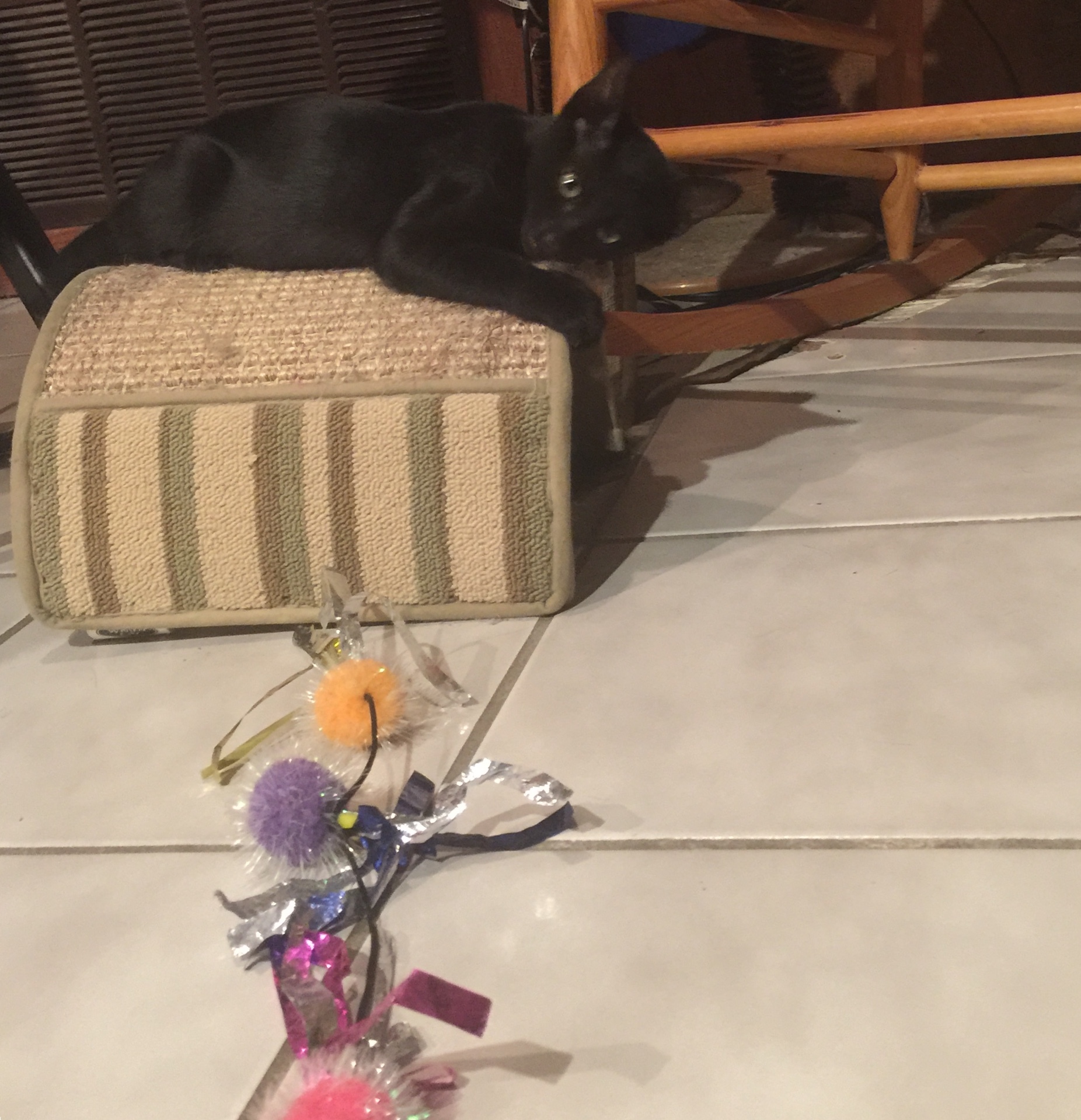 Bennie, a Adoptable mixed breed image 3/6