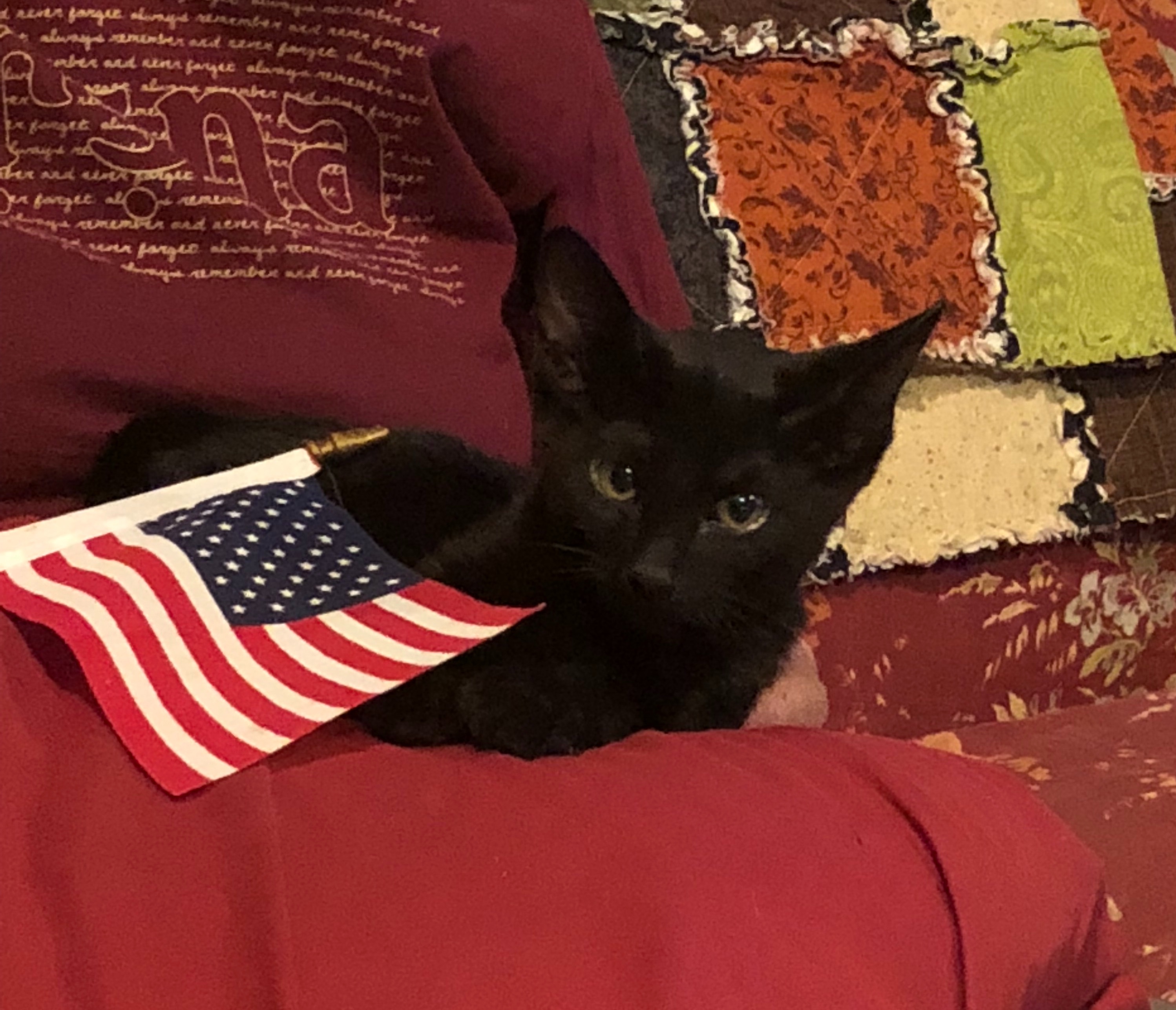 Bennie, a Adoptable mixed breed image 4/6