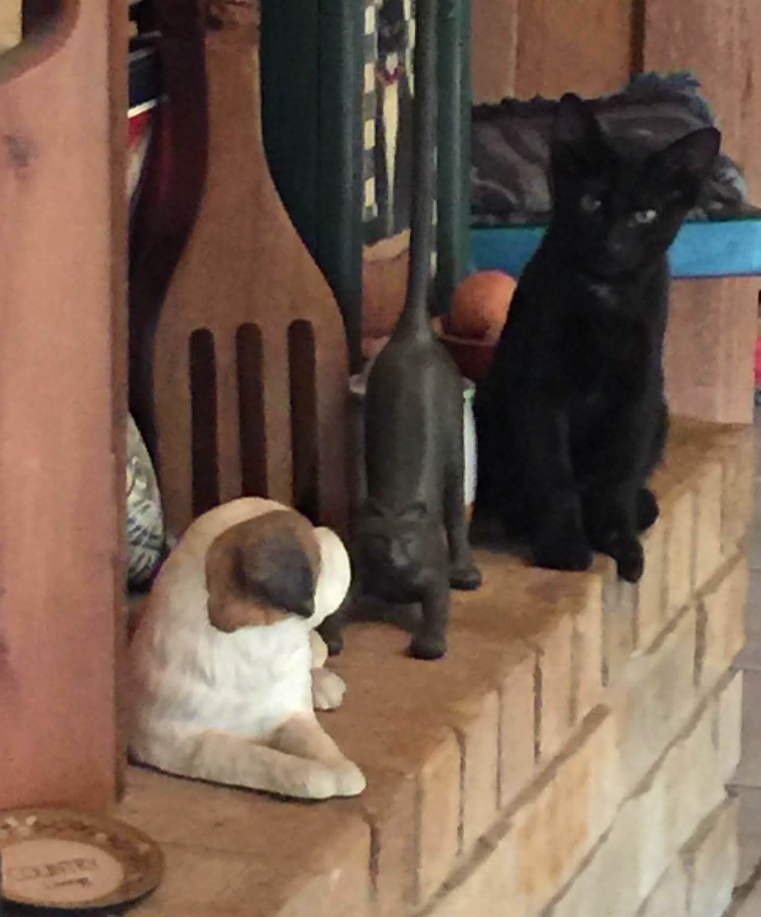 Bennie, a Adoptable mixed breed image 5/6