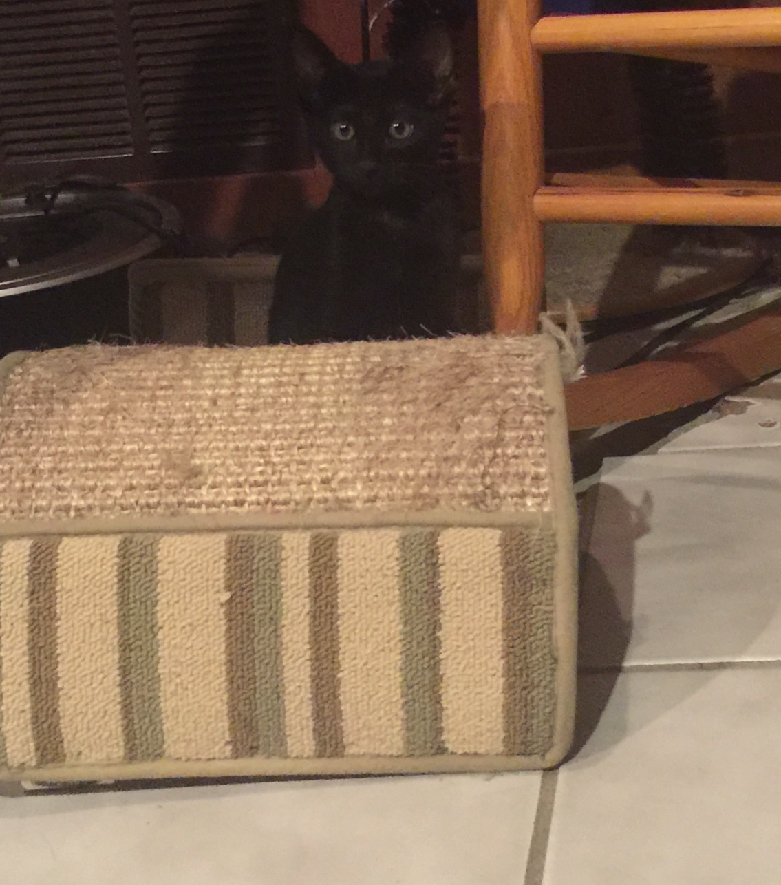 Bennie, a Adoptable mixed breed image 6/6