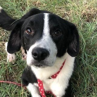 Chester, ADOPTABLE, Adult Male Border Collie.