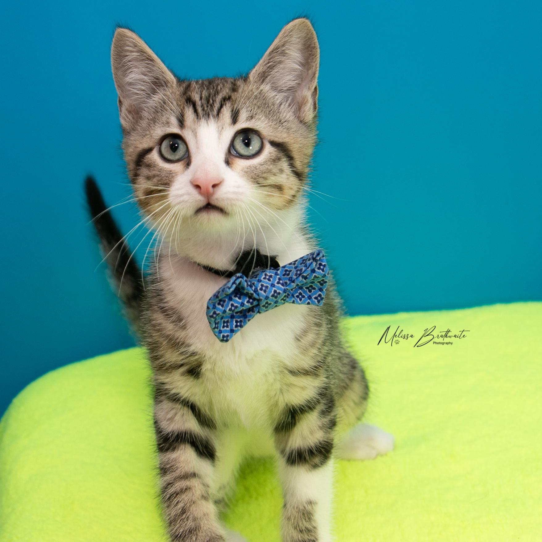 Porcupette, ADOPTABLE, Kitten Male Domestic Short Hair.