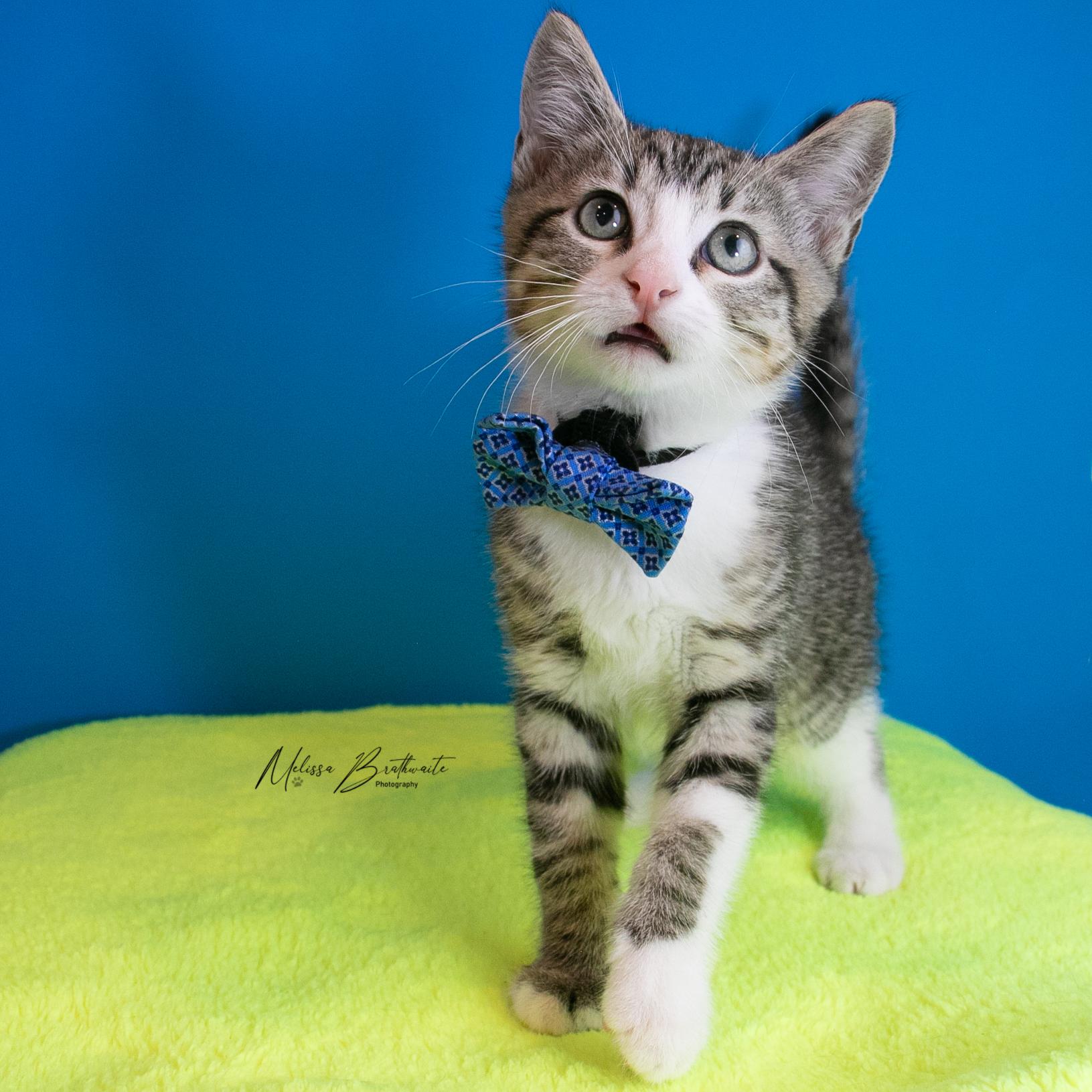 Enlarge Porcupette, a ADOPTABLE Domestic Short Hair in Calgary, AB image 5/5