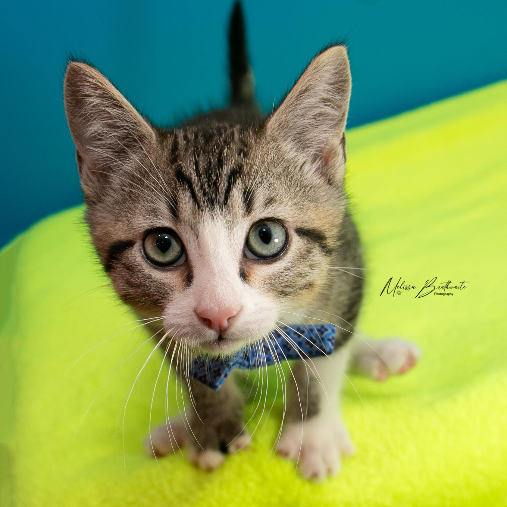 Enlarge Porcupette, a ADOPTABLE Domestic Short Hair in Calgary, AB image 2/5