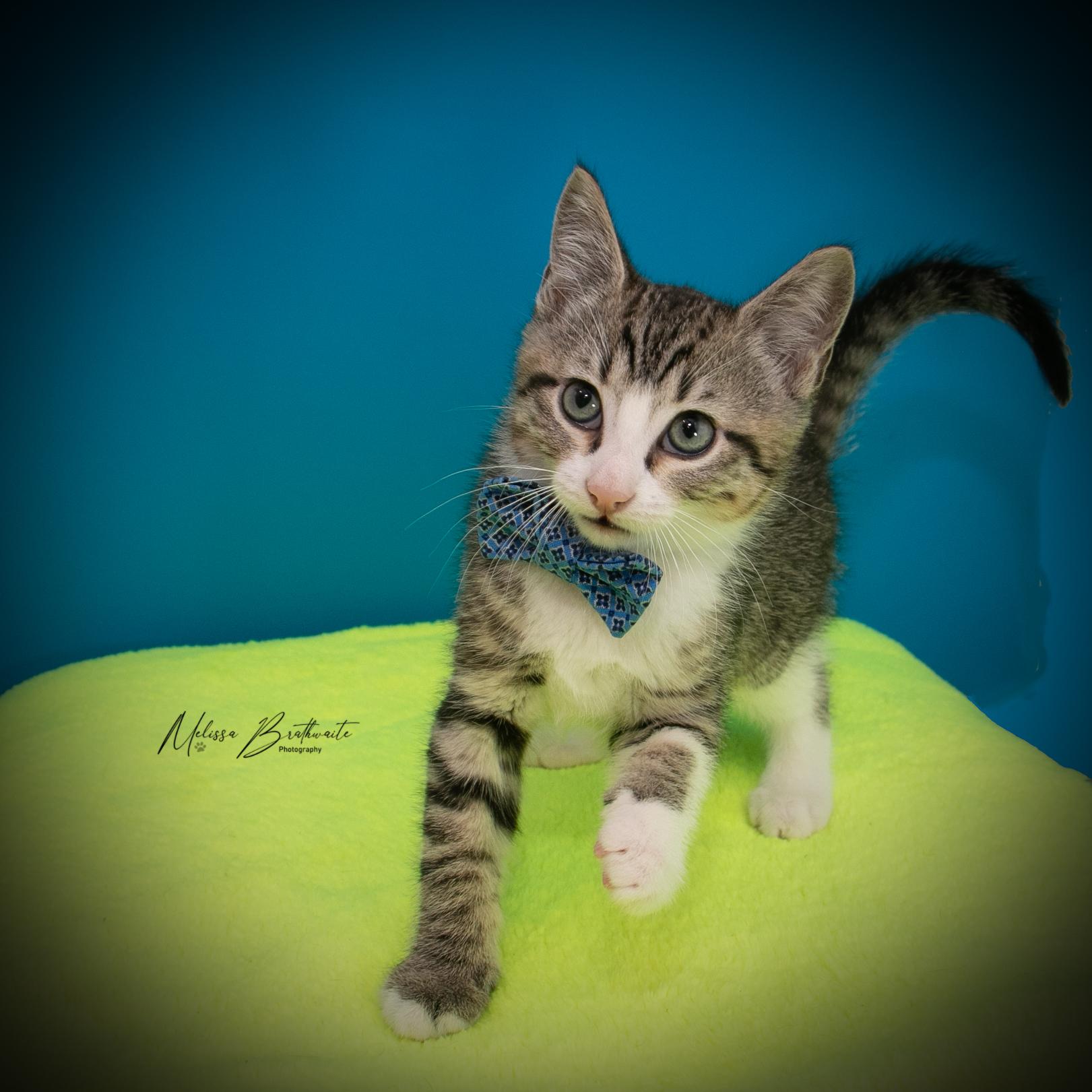 Enlarge Porcupette, a ADOPTABLE Domestic Short Hair in Calgary, AB image 4/5