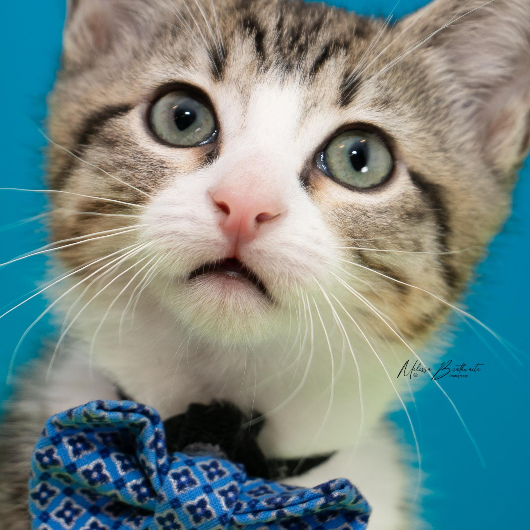 Enlarge Porcupette, a ADOPTABLE Domestic Short Hair in Calgary, AB image 3/5