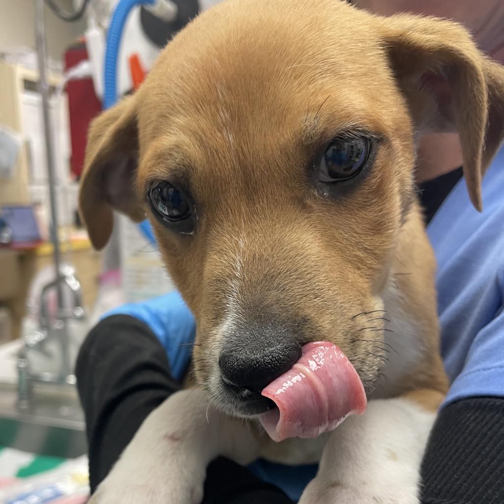 Enlarge Santa Paws, a Adoptable mixed breed in Nashville, TN image 1/1
