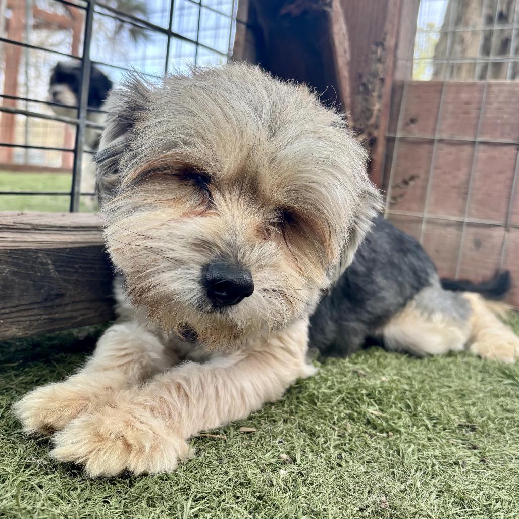 Willie Nelson, a Adoptable Yorkshire Terrier in Sonoma, CA image 2/6