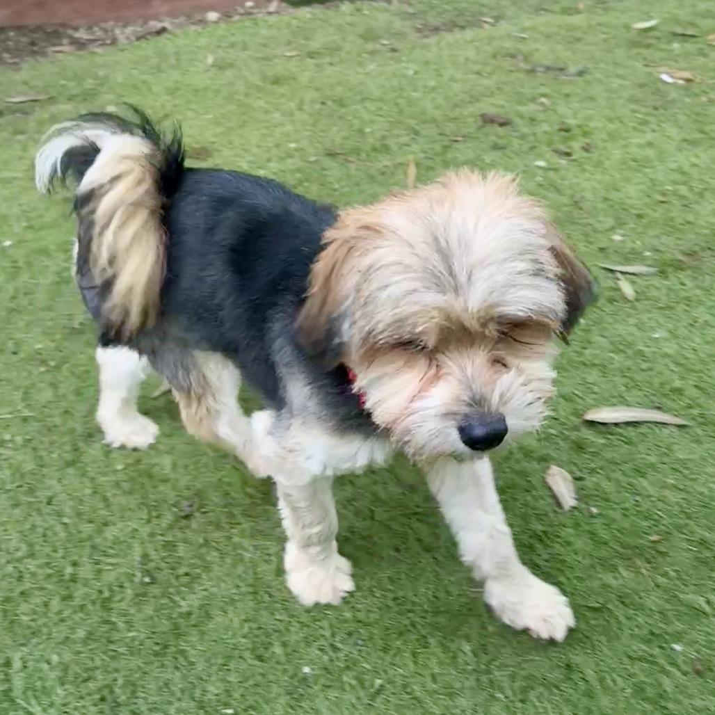 Willie Nelson, a Adoptable Yorkshire Terrier in Sonoma, CA image 3/6
