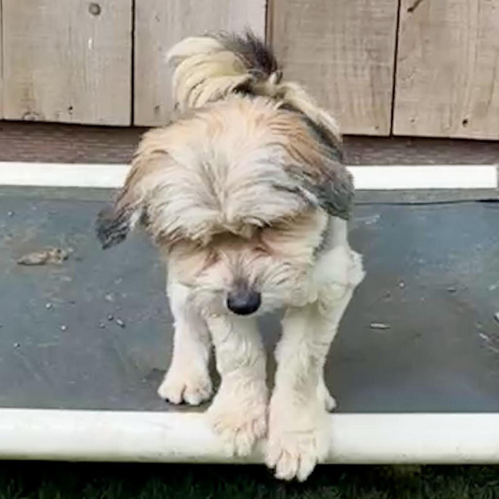 Willie Nelson, a Adoptable Yorkshire Terrier in Sonoma, CA image 4/6