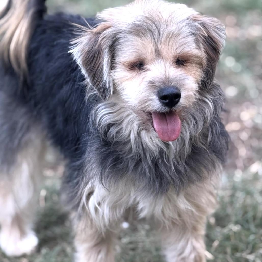 Willie Nelson, a Adoptable Yorkshire Terrier in Sonoma, CA image 5/6