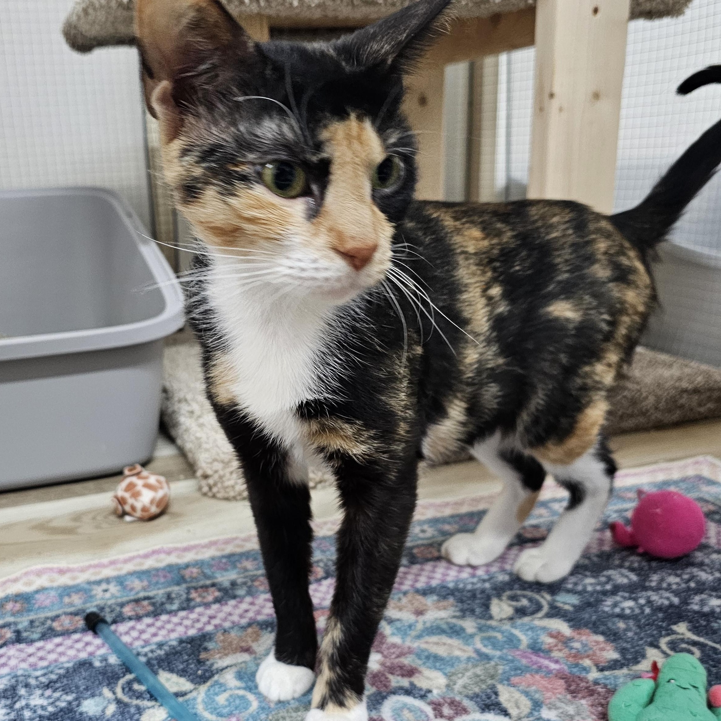 Enlarge Mare, a ADOPTABLE Domestic Short Hair in Toledo, OH image 3/6