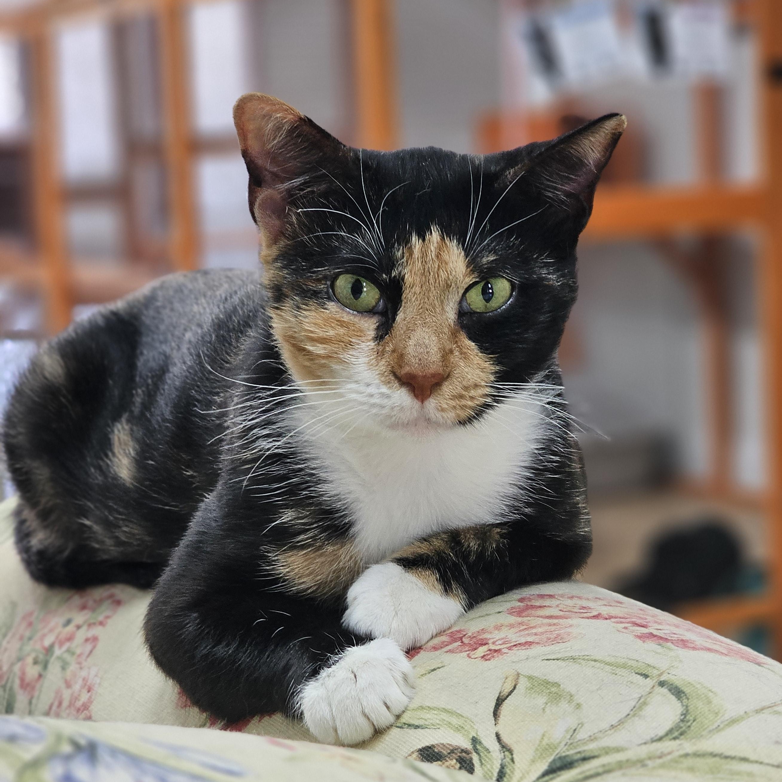 Mare, ADOPTABLE, Young Female Domestic Short Hair.