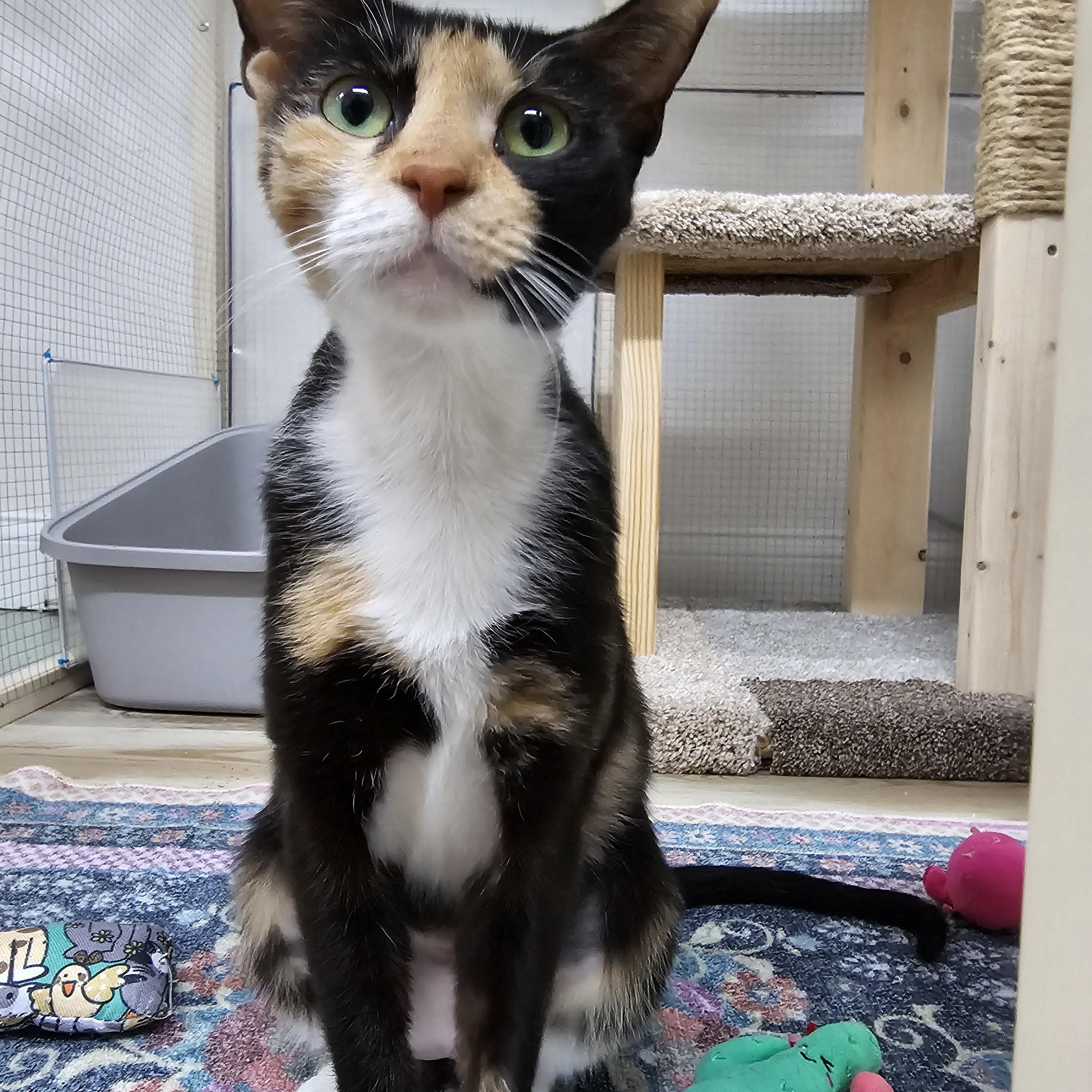 Enlarge Mare, a ADOPTABLE Domestic Short Hair in Toledo, OH image 2/6
