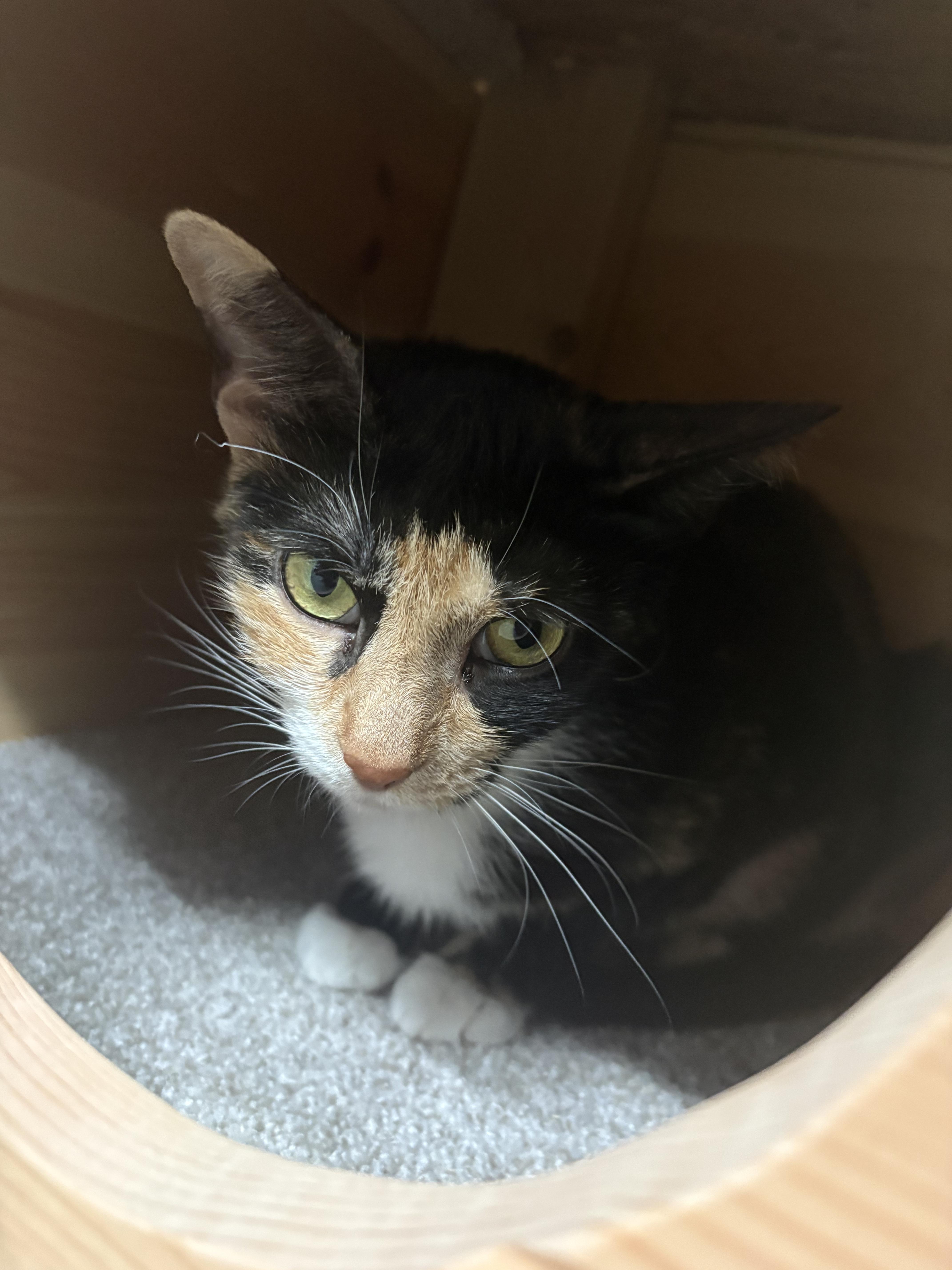 Enlarge Mare, a ADOPTABLE Domestic Short Hair in Toledo, OH image 5/6