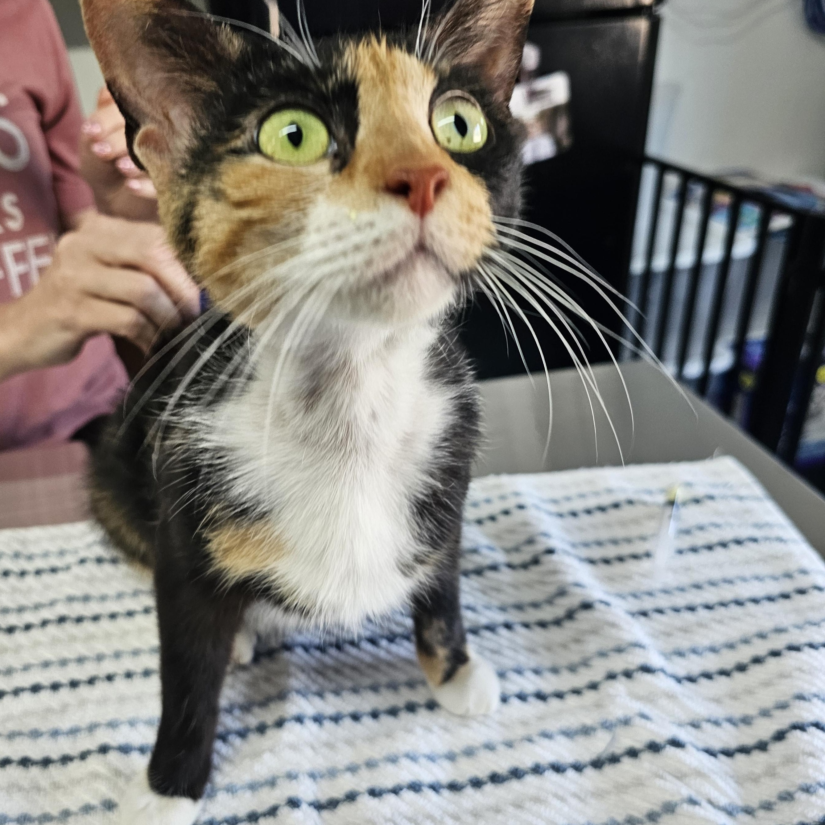 Enlarge Mare, a ADOPTABLE Domestic Short Hair in Toledo, OH image 4/6