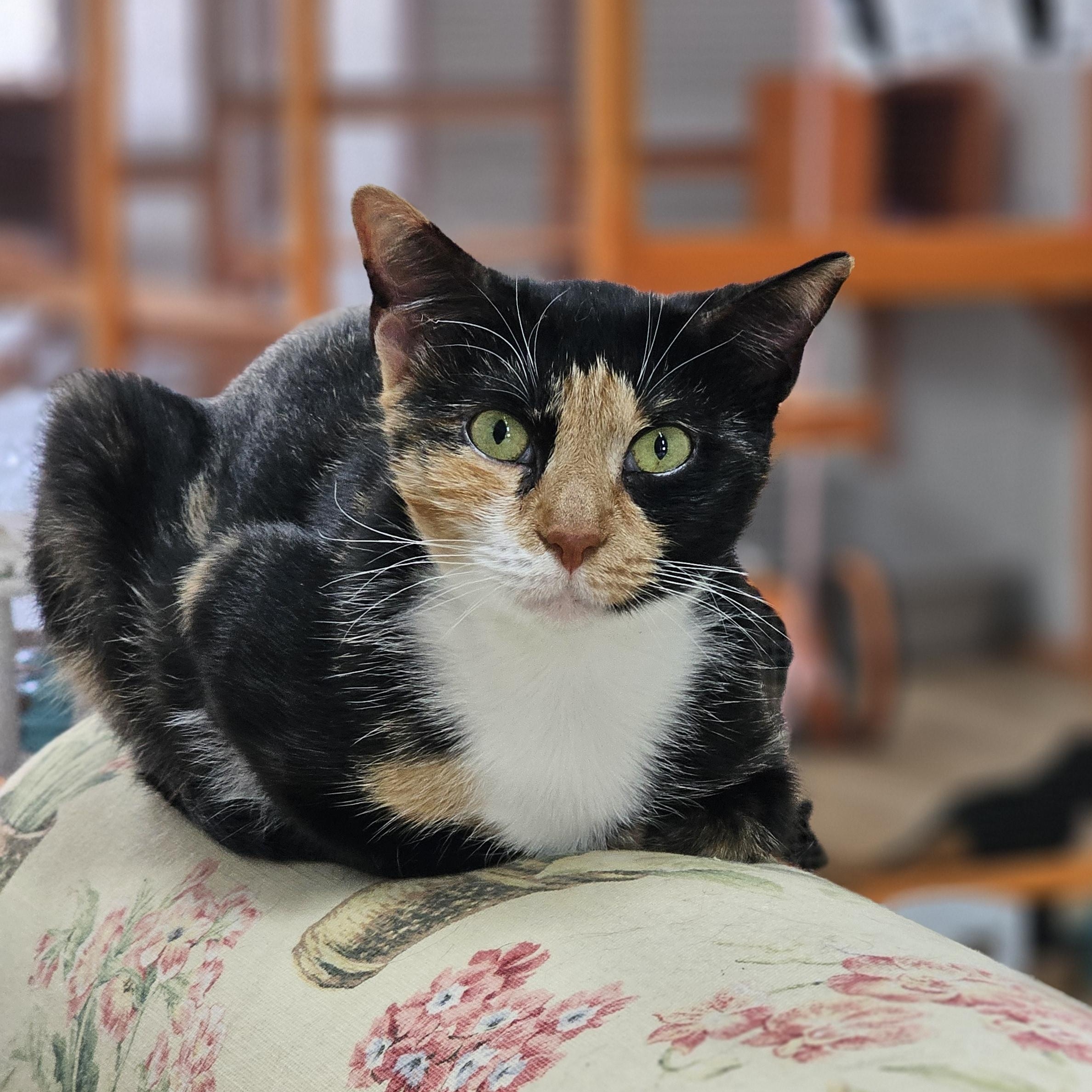 Enlarge Mare, a ADOPTABLE Domestic Short Hair in Toledo, OH image 6/6