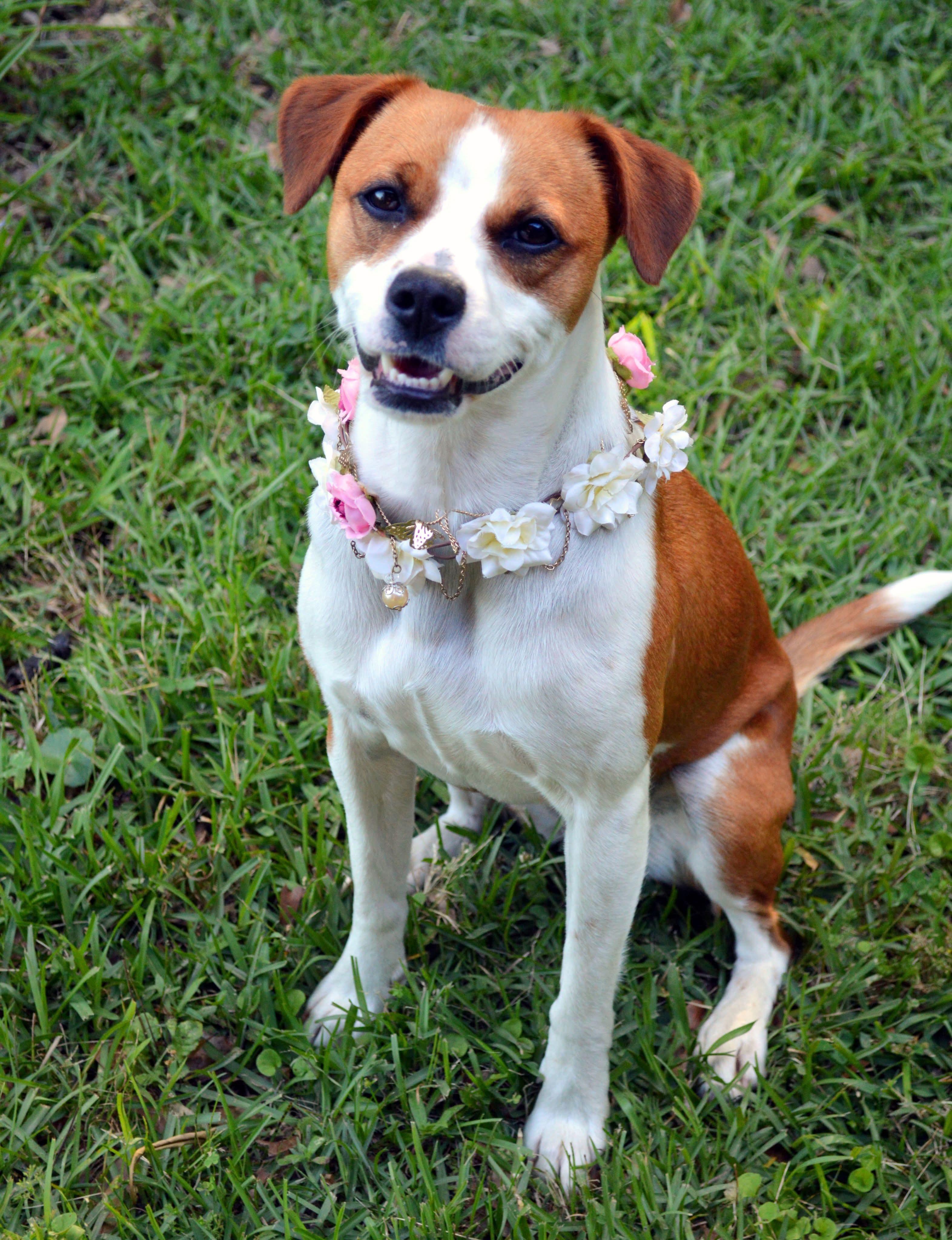Enlarge Chicky, a Adoptable mixed breed in Gulfport, MS image 3/5