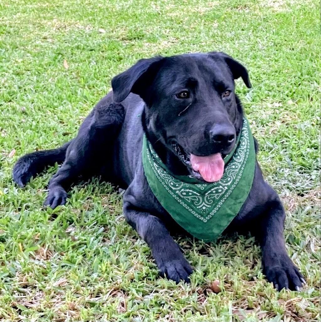 Enlarge Tucker, an adopted Black Labrador Retriever in Willington, CT image 2/6